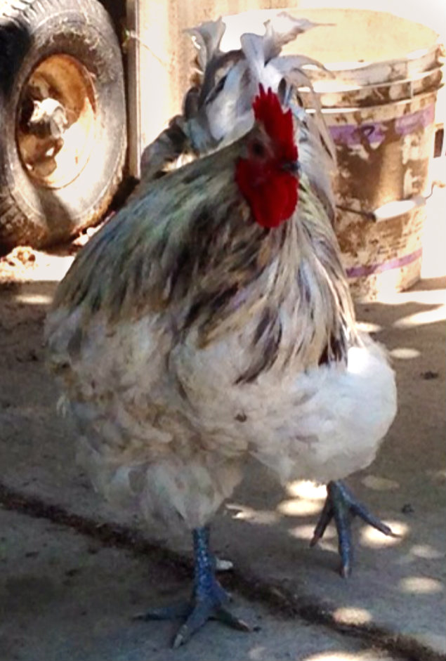 My 8 month old Splash Orpington rooster, Hercules!