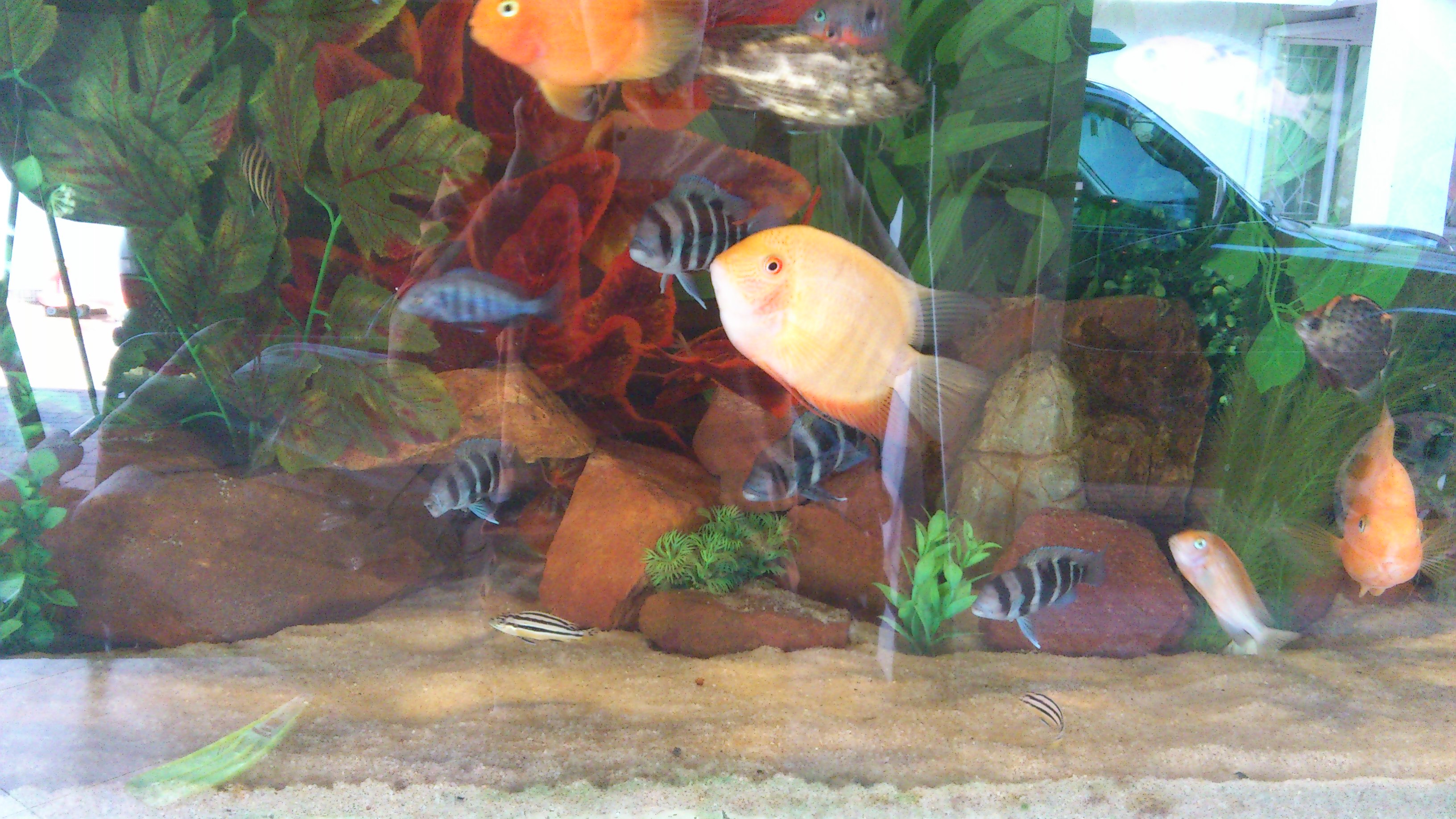 my 800l mix cichlid tank
showing my gold severum and my beloved frontosa