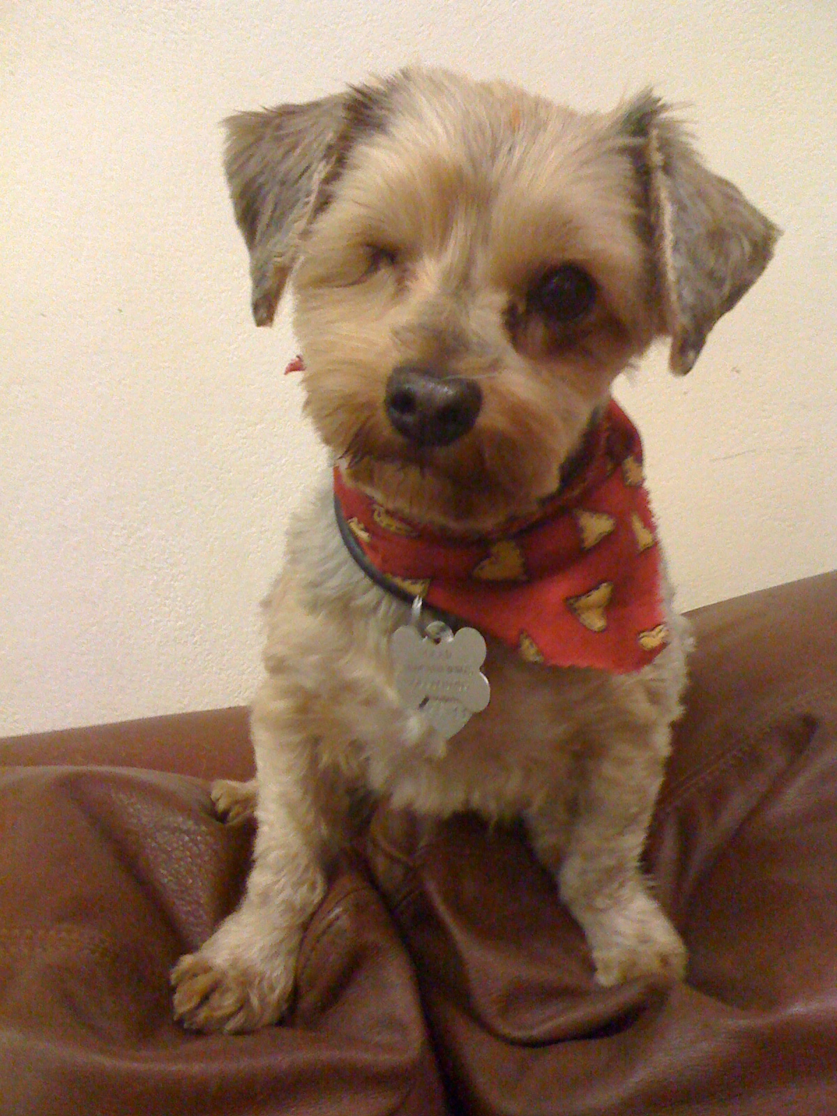 My adorable one-eyed yorkie, Cade