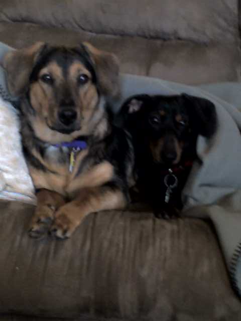 My adorable wiener dogs Ozzy and Honey.She is a doxie/german shepherd mix and he is a mini doxie.