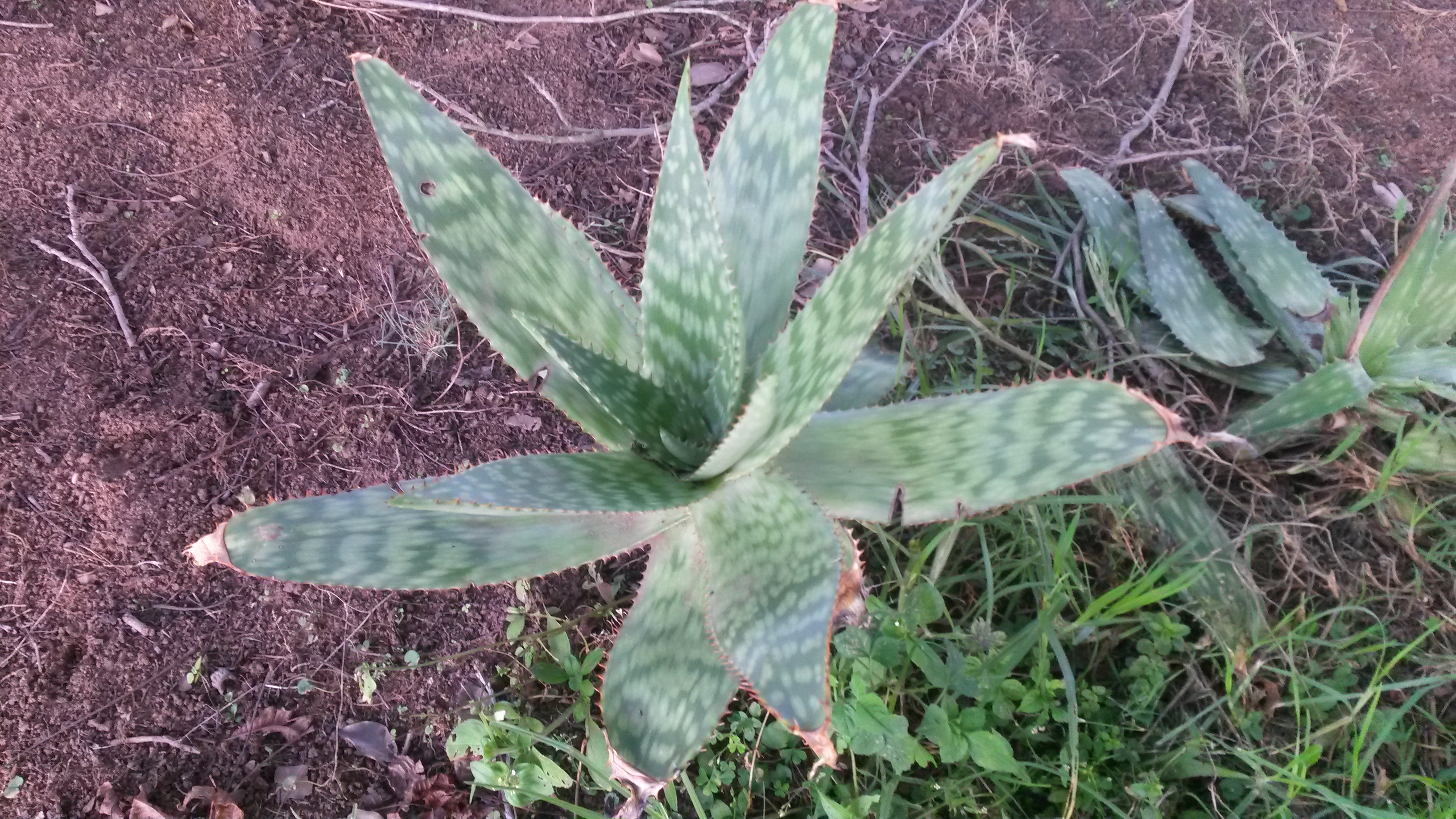 My aloe i planted the other day!