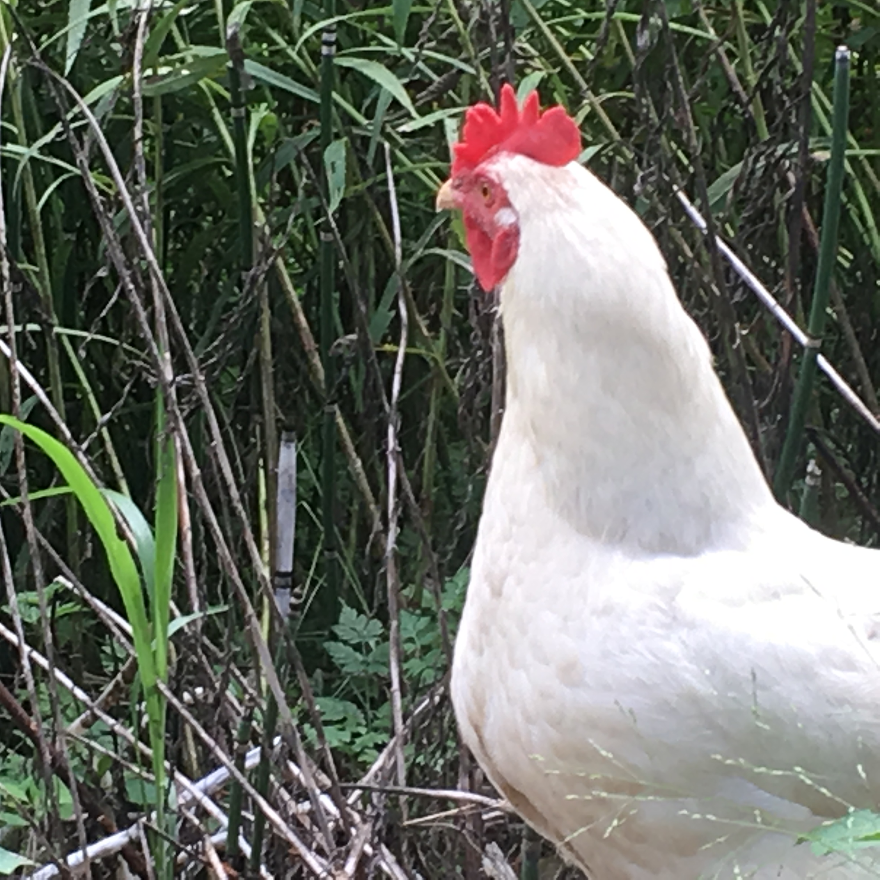 My Amber Link on top hen Jelly-Bean ( aka The Bean )