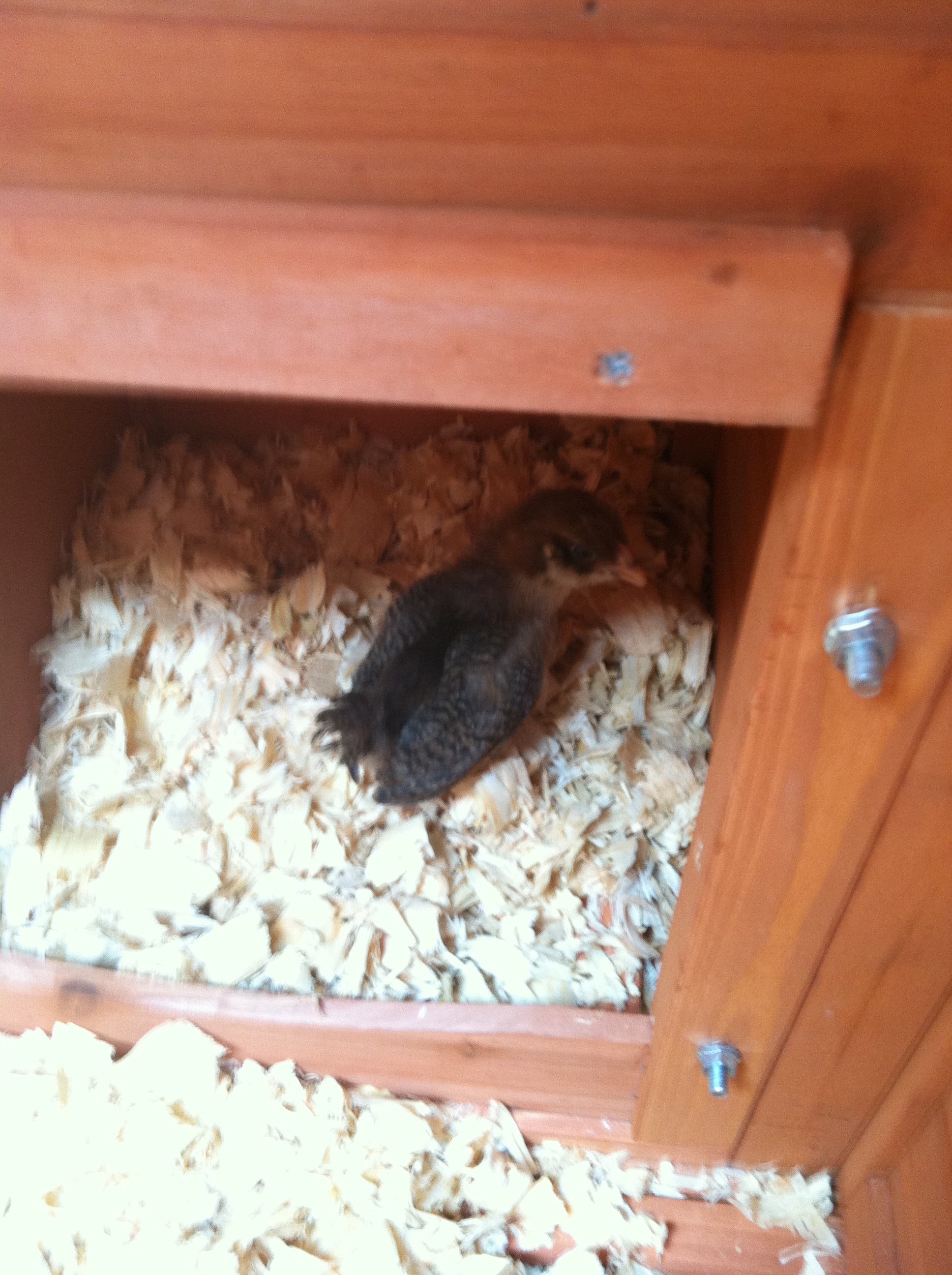 My Ameraucana June 26, 2012