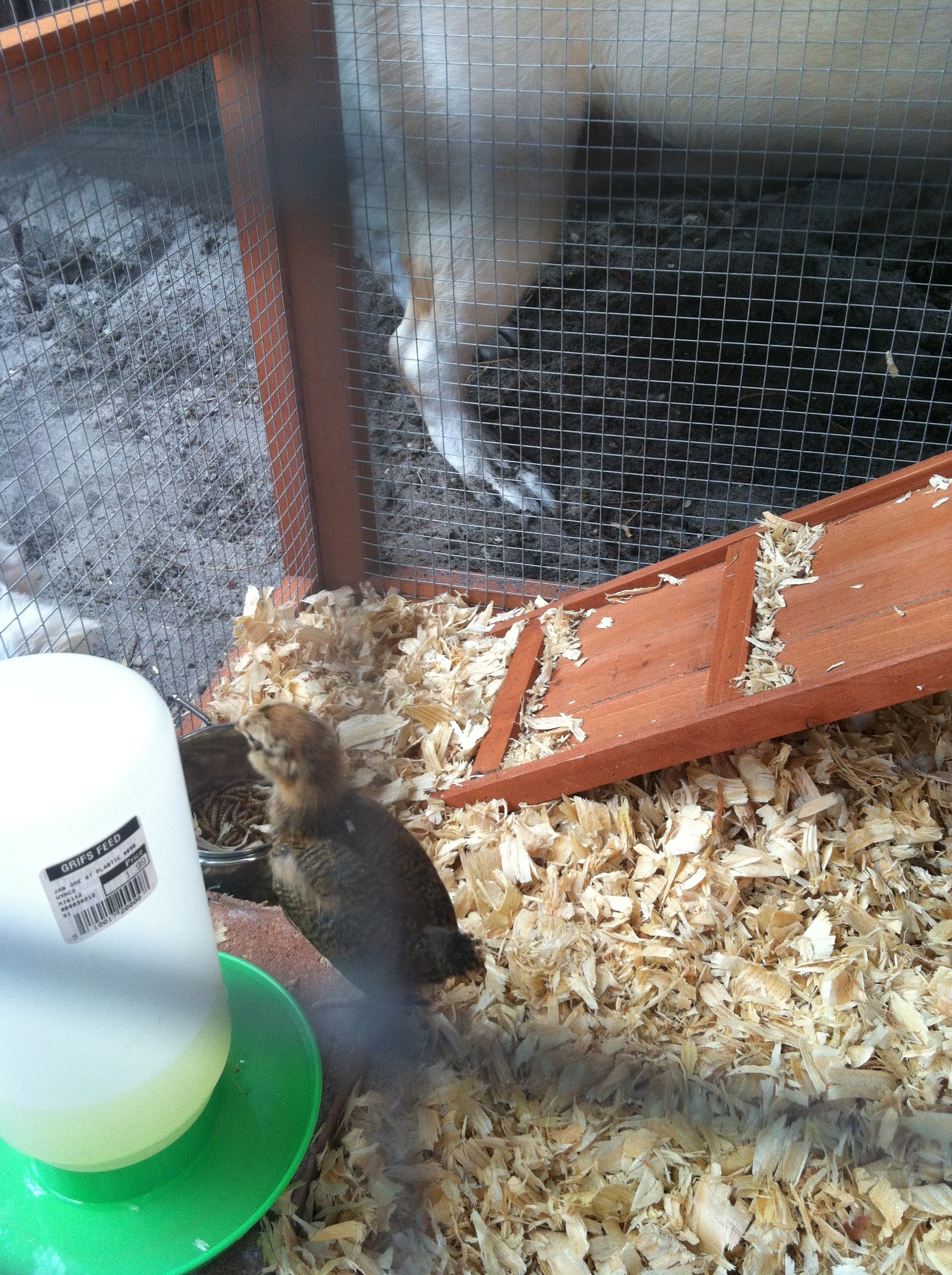 My Ameraucana June 26, 2012