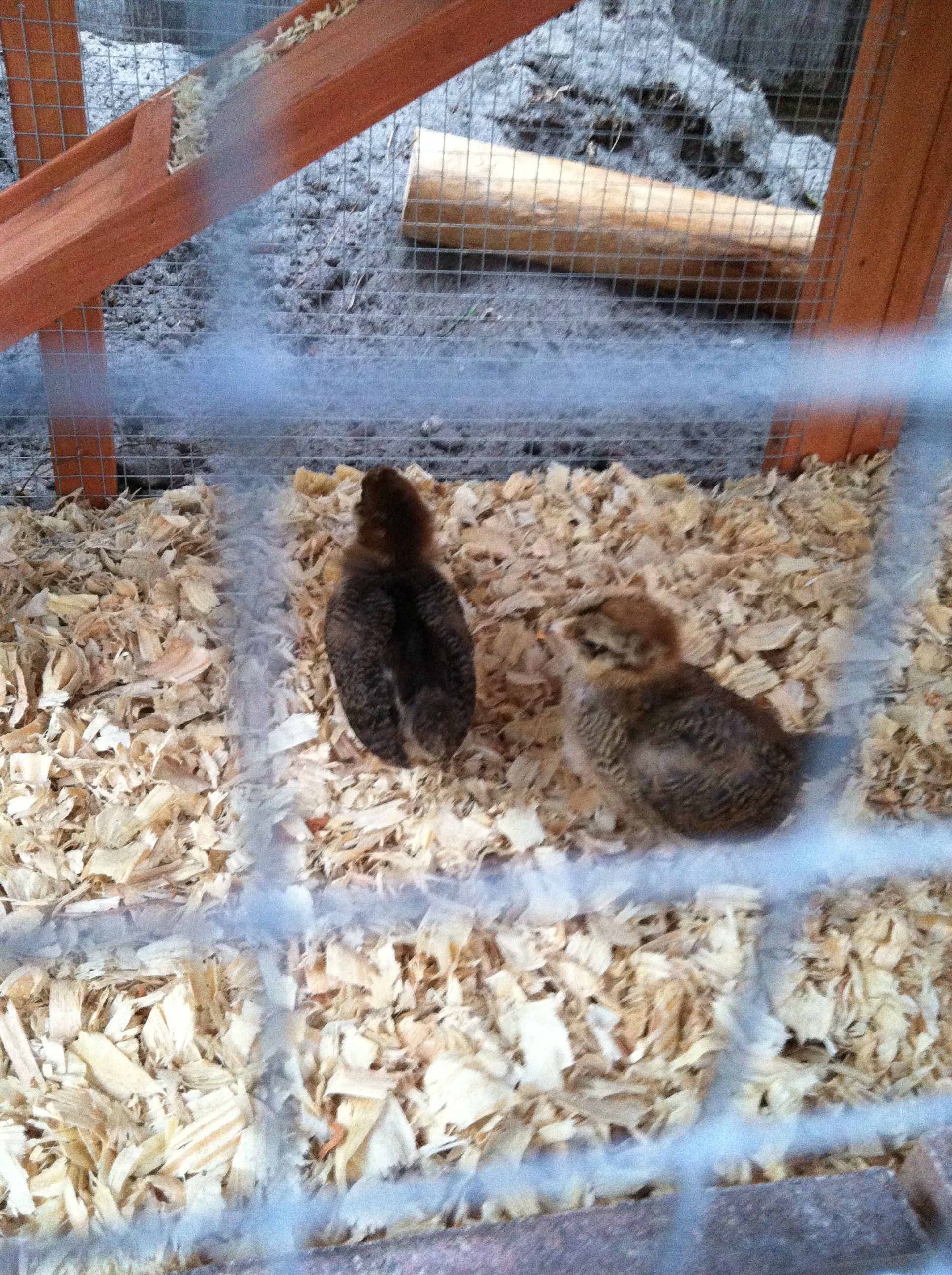 My Ameraucanas June 26, 2012
Miranda and Carrie