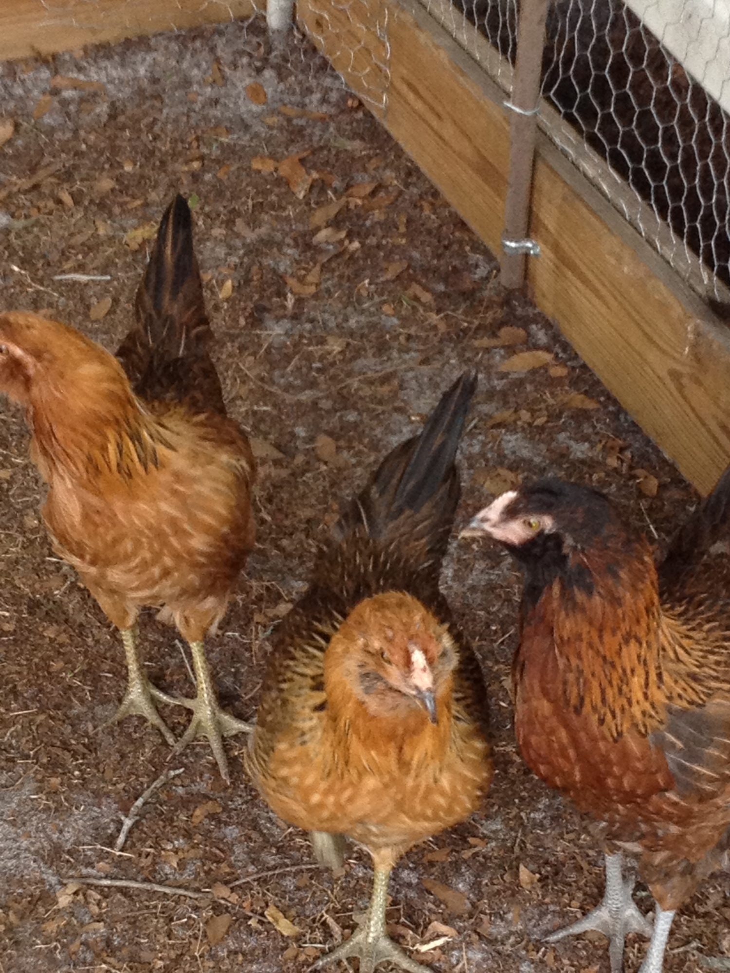 My Americanuans Betty , Annie and Wilma