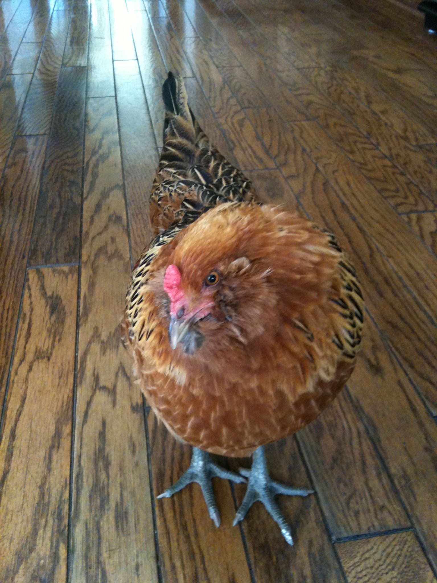 My americauna hanging out in our kitchen.