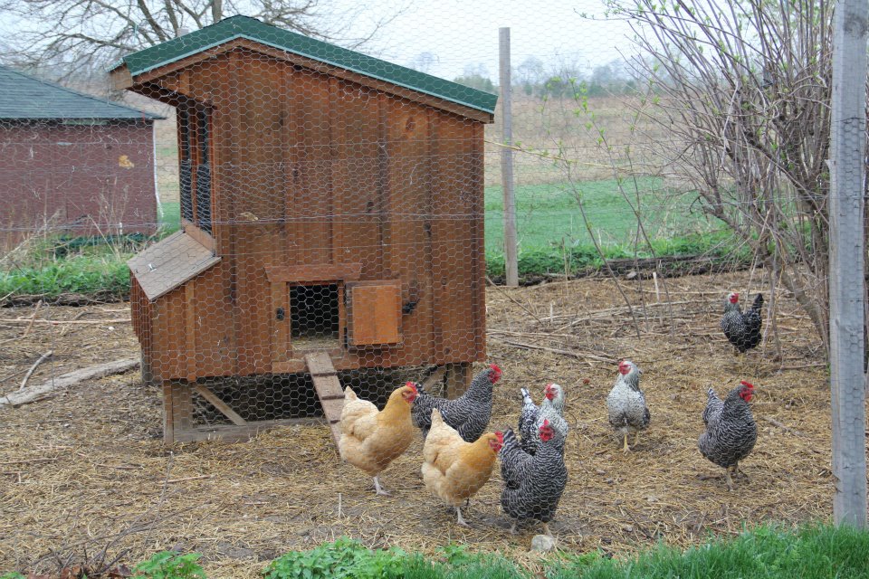 My Amish coop.... this is where it all began. I saw this coop in a magazine and couldn't resist buying it, after I convinced my husband that we needed to raise chickens. We had started with 15 chickens.. we are currently up to 30 chickens, with 15 guinea hens being delivered this coming week, along with a hen that has gone broody on us and we are letting her sit on the eggs.  

It's going to be crazy around our farm for a while.