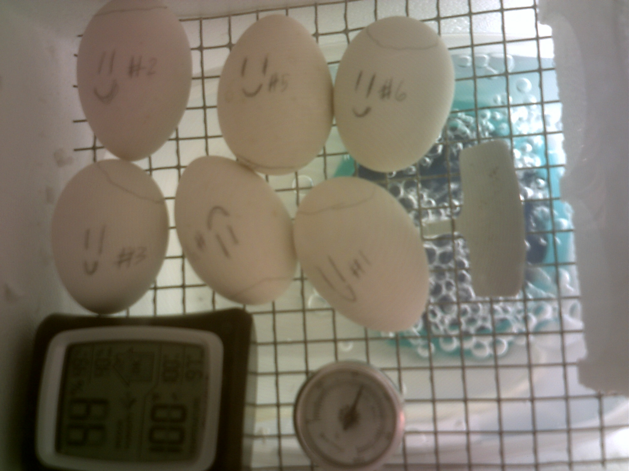 my ancona duck eggs today is day 12 of incubation all are getting very dark and the veins are going nuts why smiley faces you ask because they are happy eggs