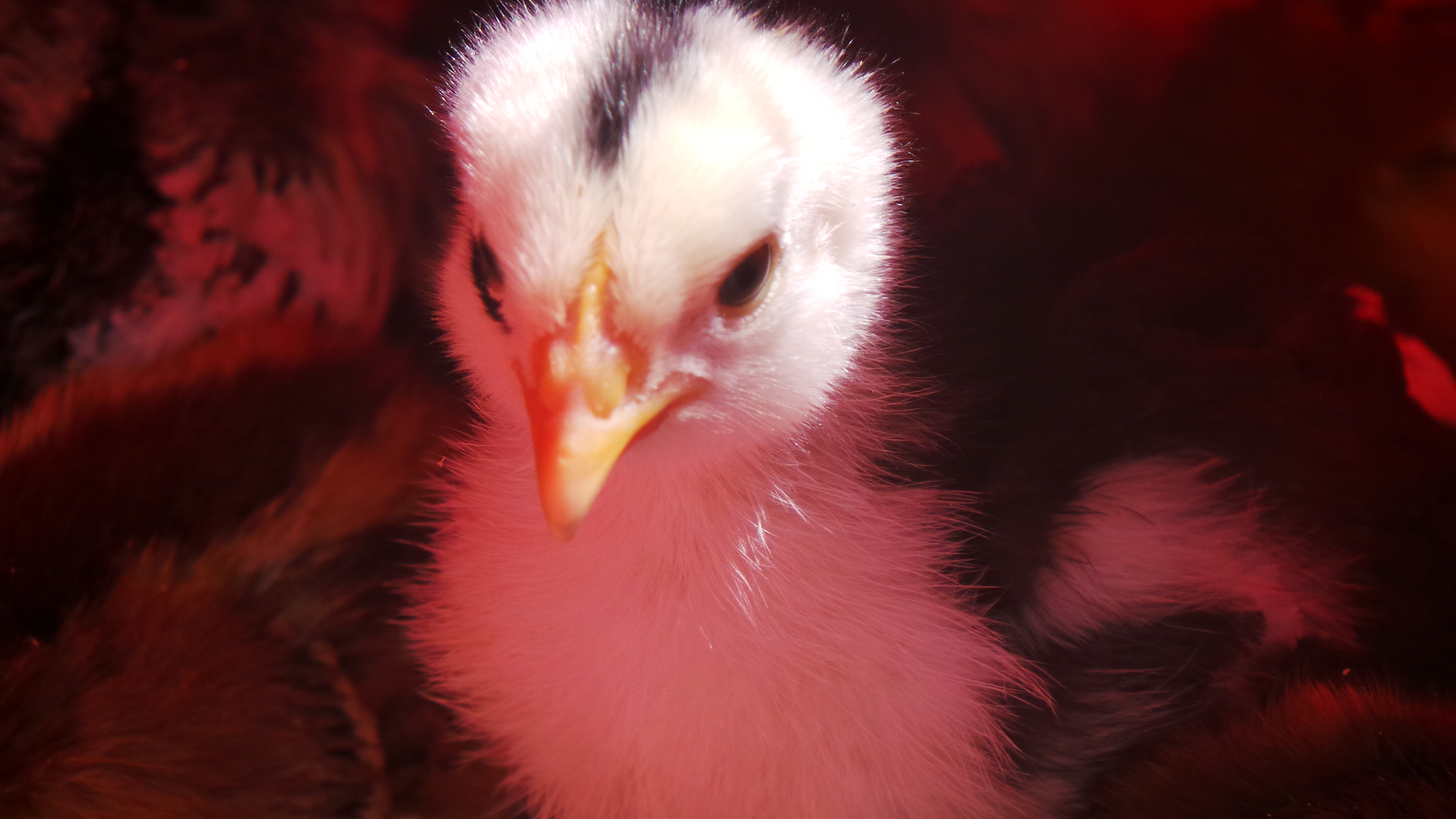 My Ancona. Storm, 2 weeks old. She has an odd eye a black line .