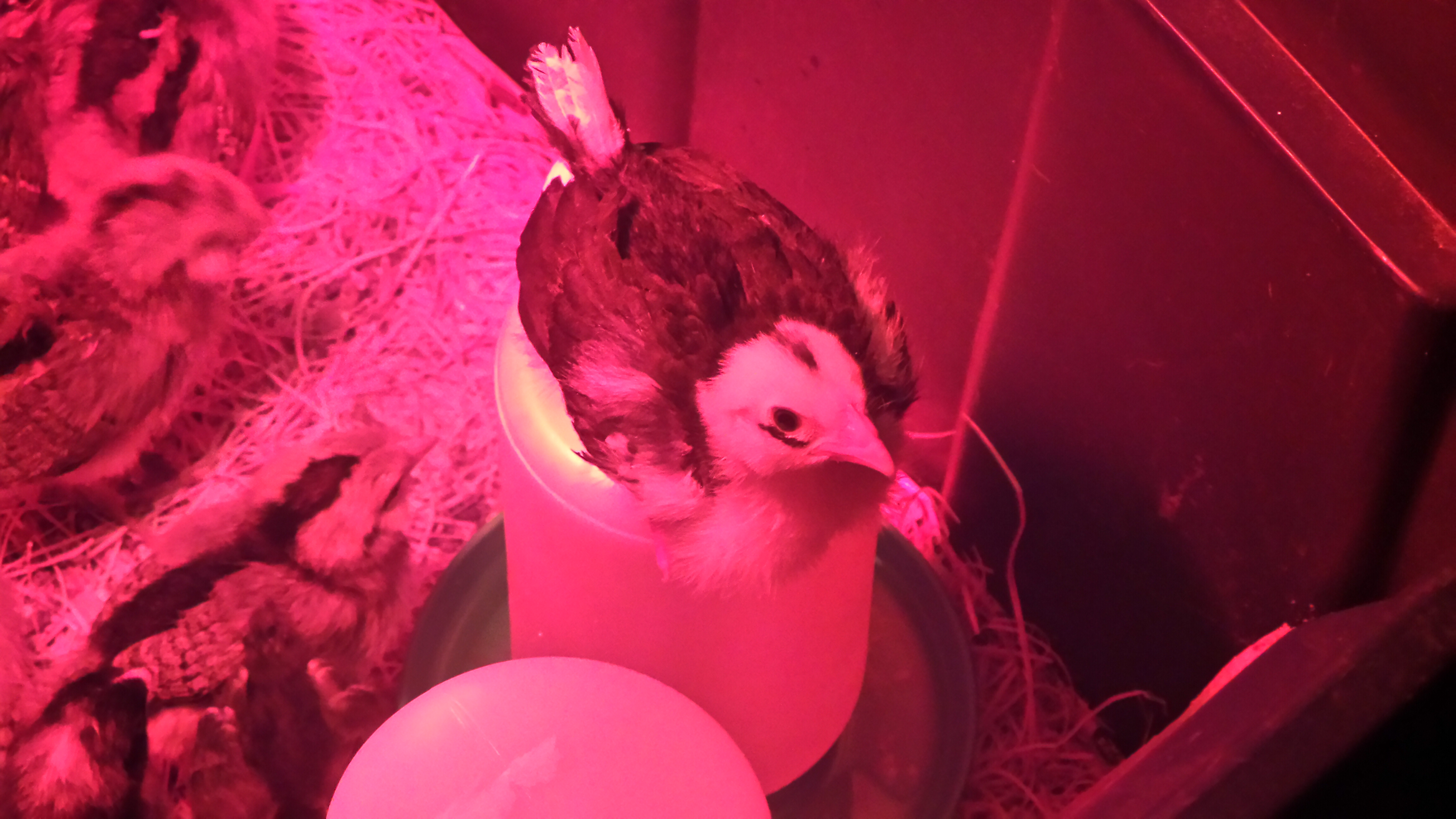 My Ancona, Storm, sitting on the chick feeder