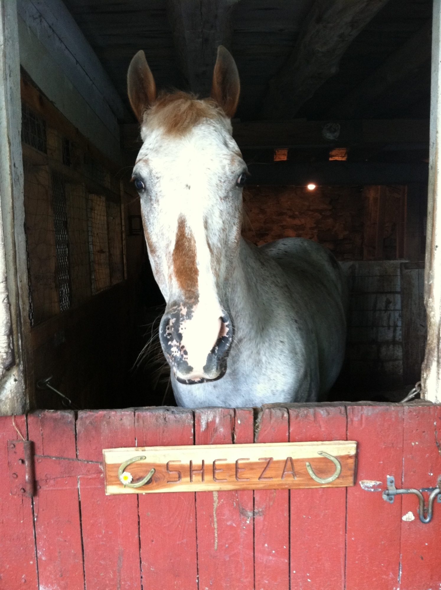 My apply mare, Sheeza