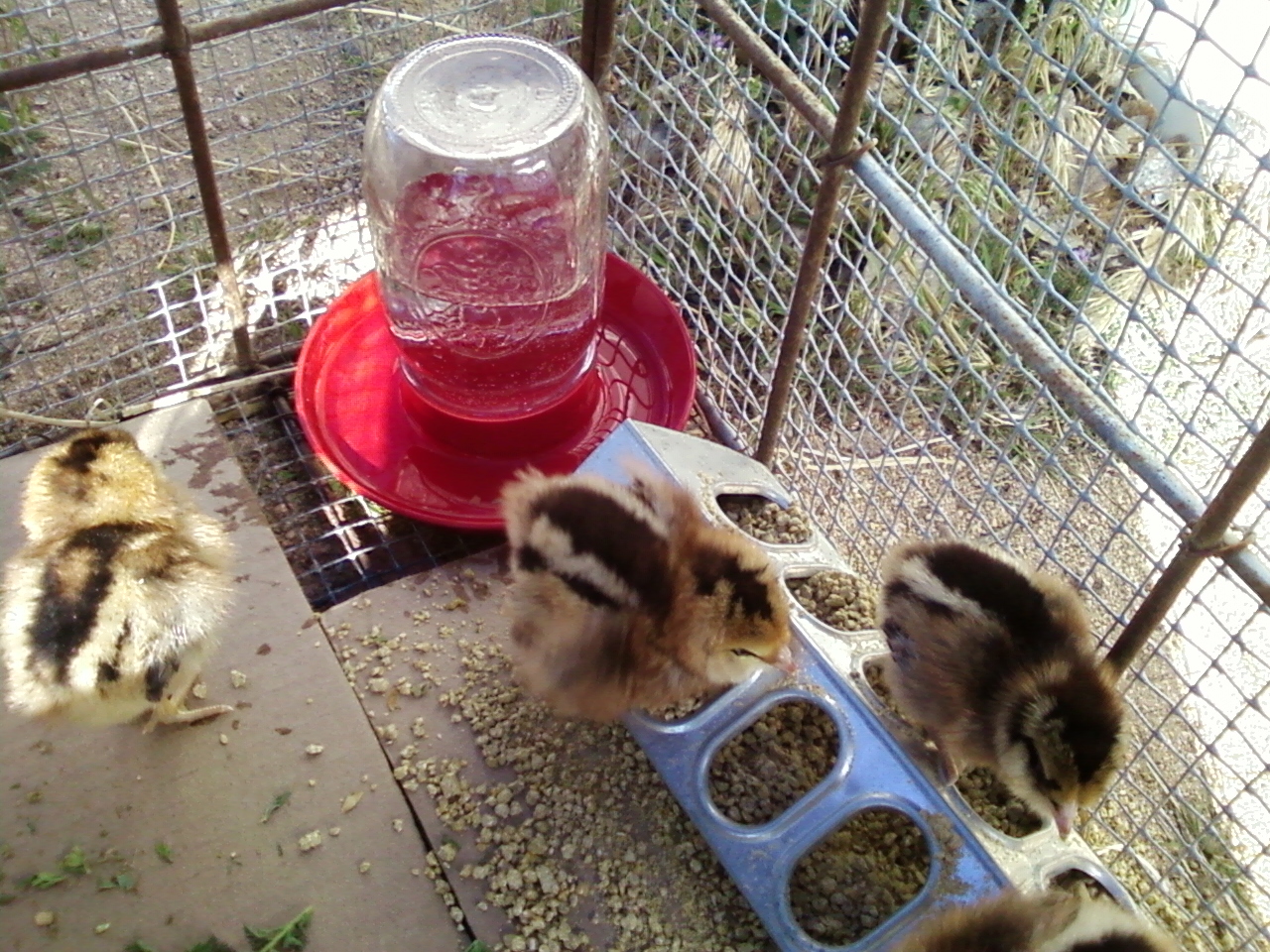My araconas as babies
