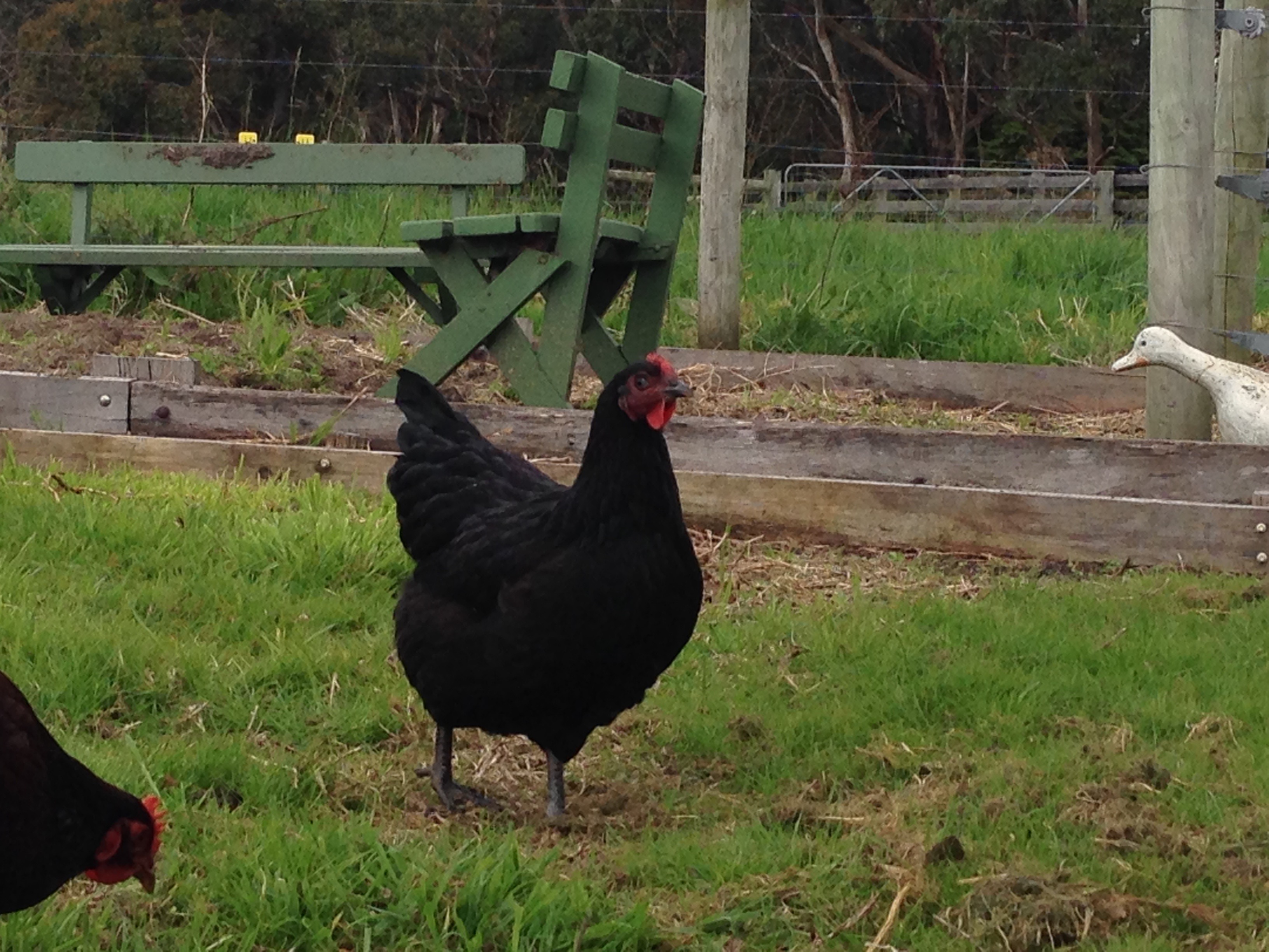 My Australorp Lucy