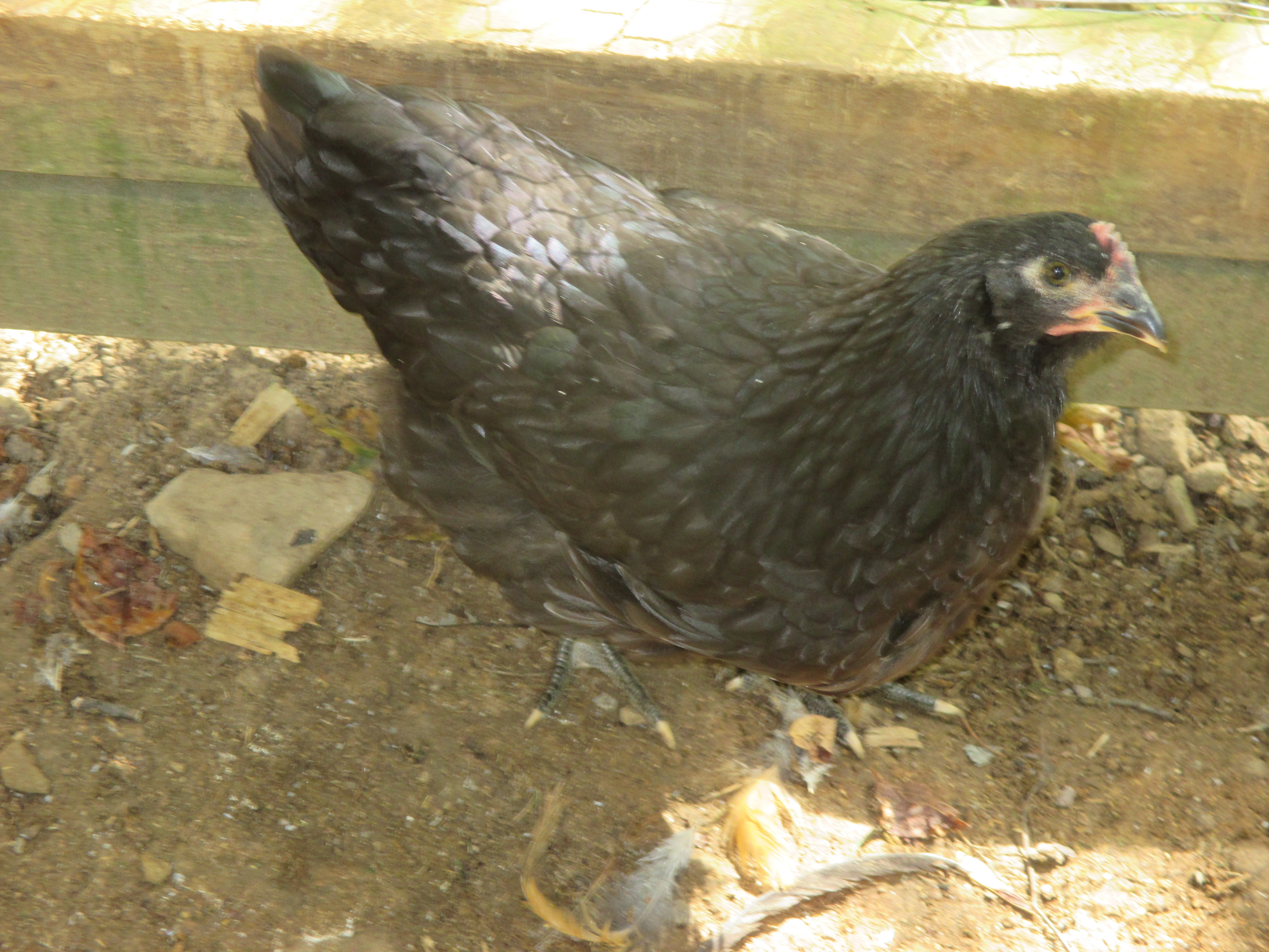My Australorp