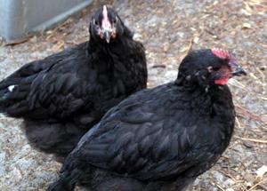 my australorps