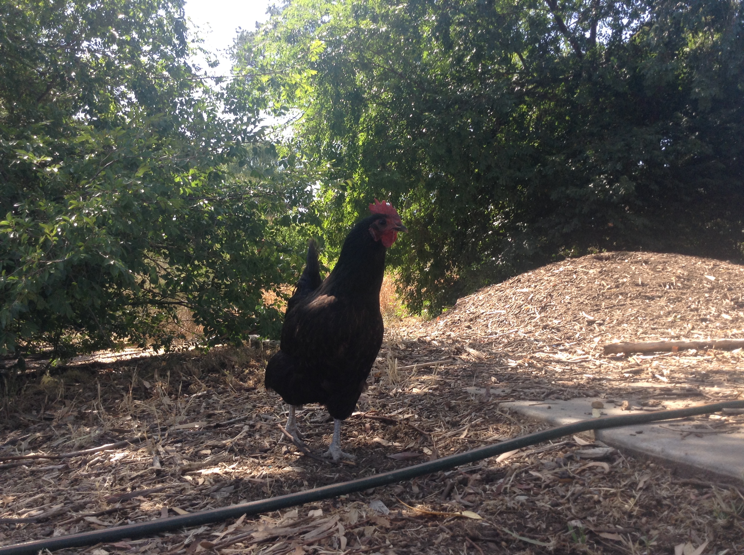 My awesome chicken!