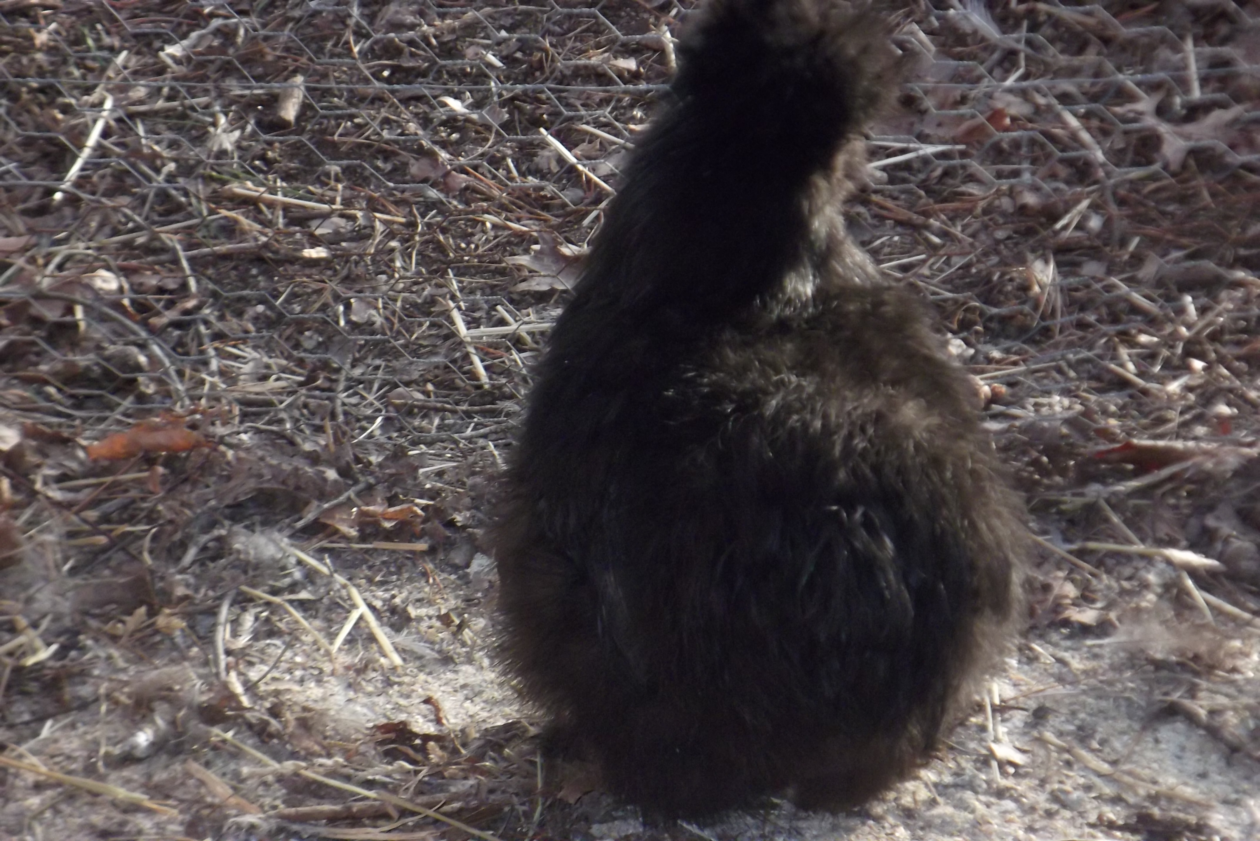 my awesome rooster Jack