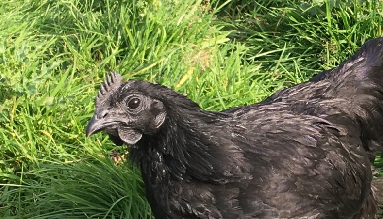 My Ayam Cemani Draco a few weeks back