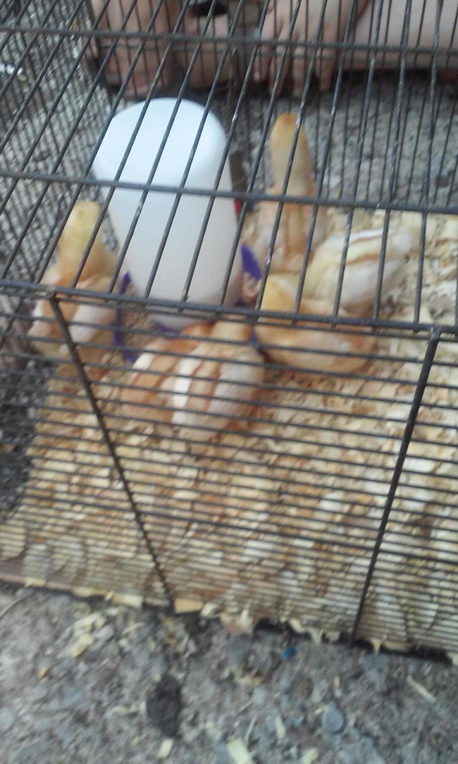 my babies at 3 weeks