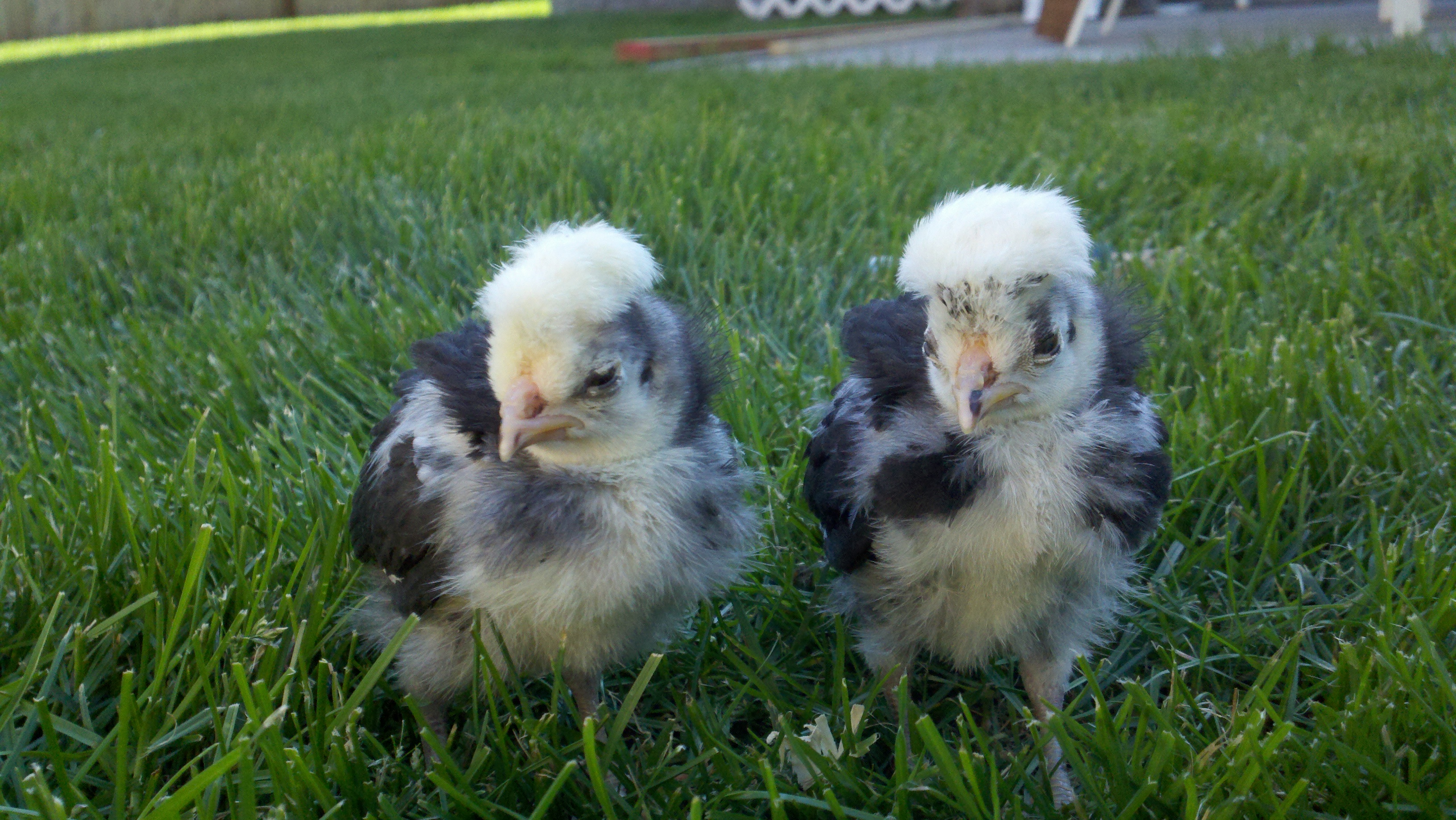 My babies at about 3 weeks