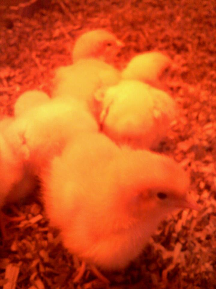 My babies...born 4/8...brought them home today 4/10.