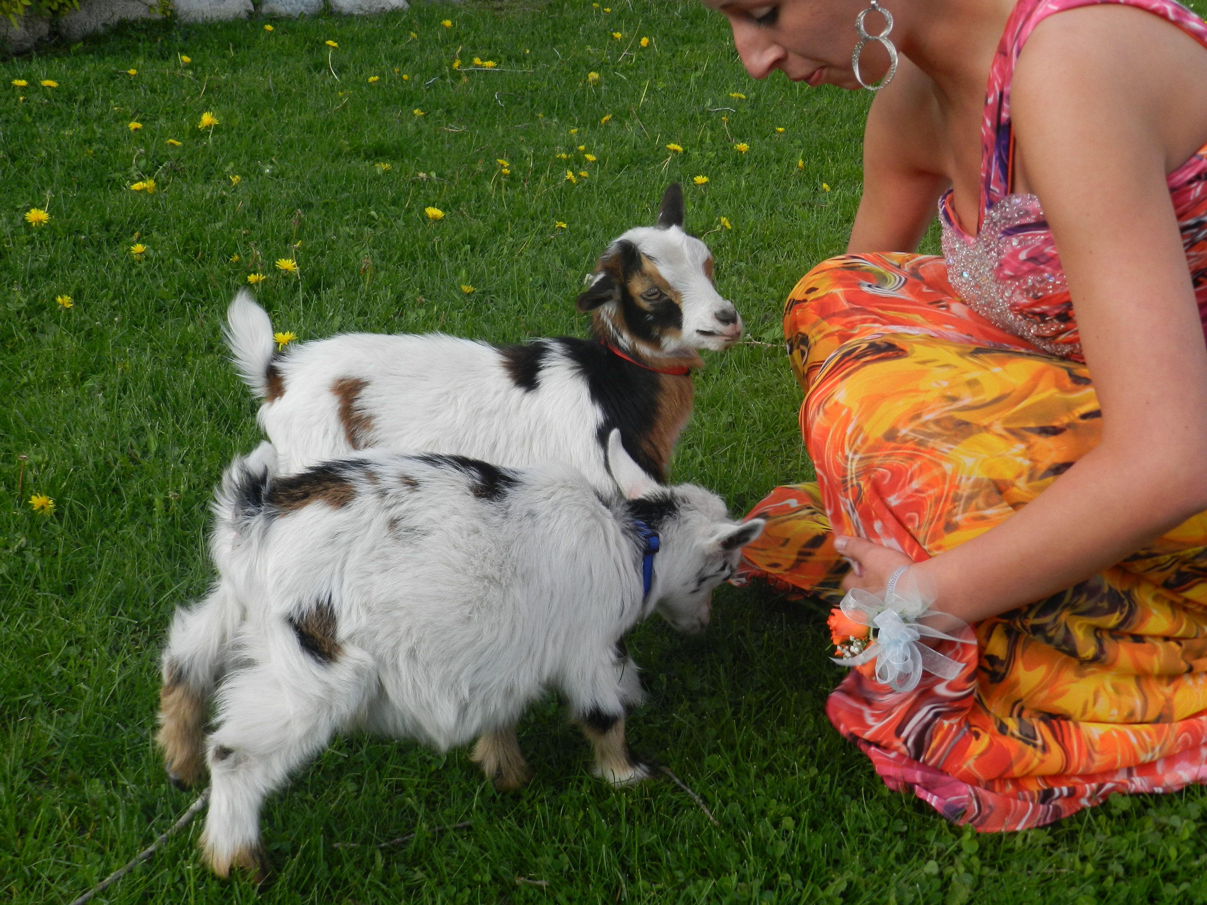 My babies Chester and Peanut. Peanut is unfortunately no longer with me but I least I still have baby Chester. Excuse my prom dress, I just couldn't help but say good bye to my babies before I left!