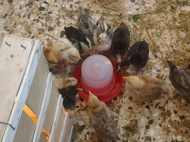 My babies hanging around the water cooler