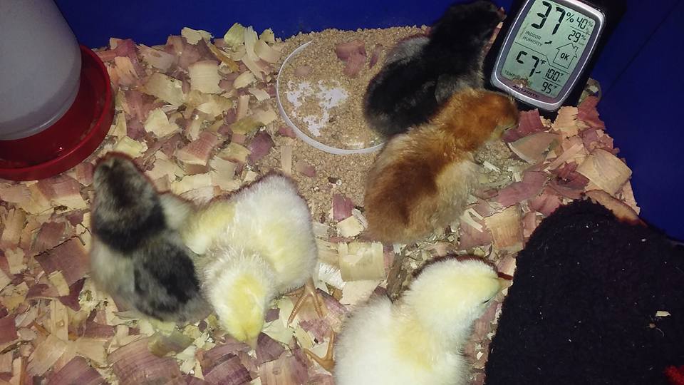 my babies hatched 9/10/16  2 delawares, 1 rir, 2 slw