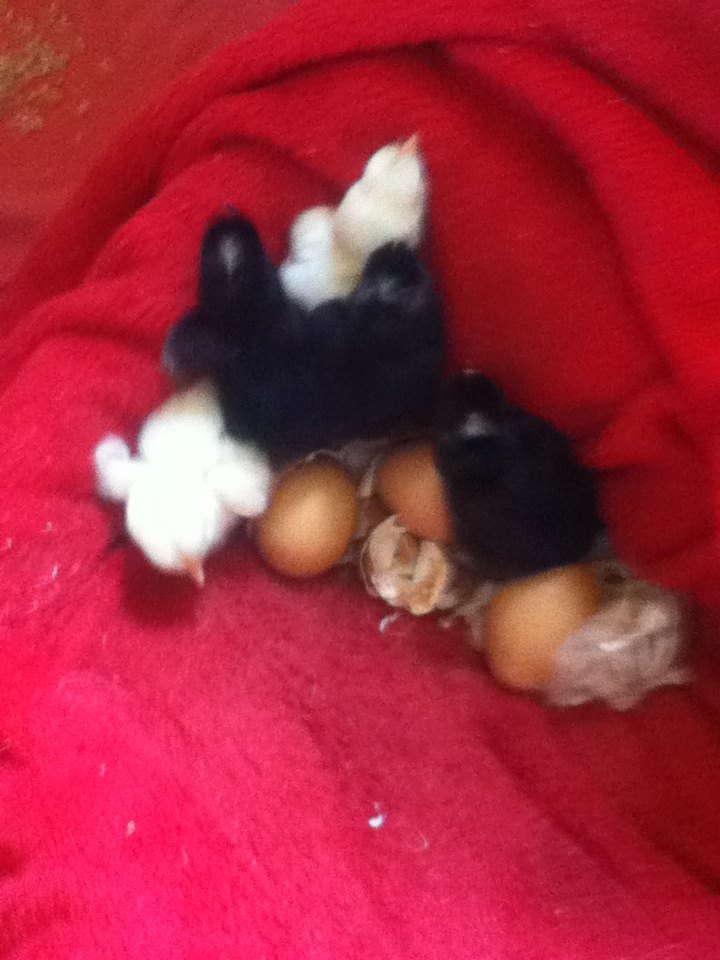 My babies! Look at how fluffy they are! I hope they're all hens but we think one white and one black are roosters.