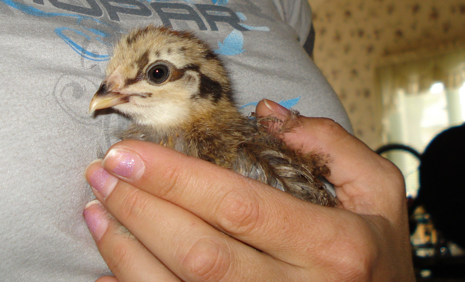 My baby Americauna Pip!