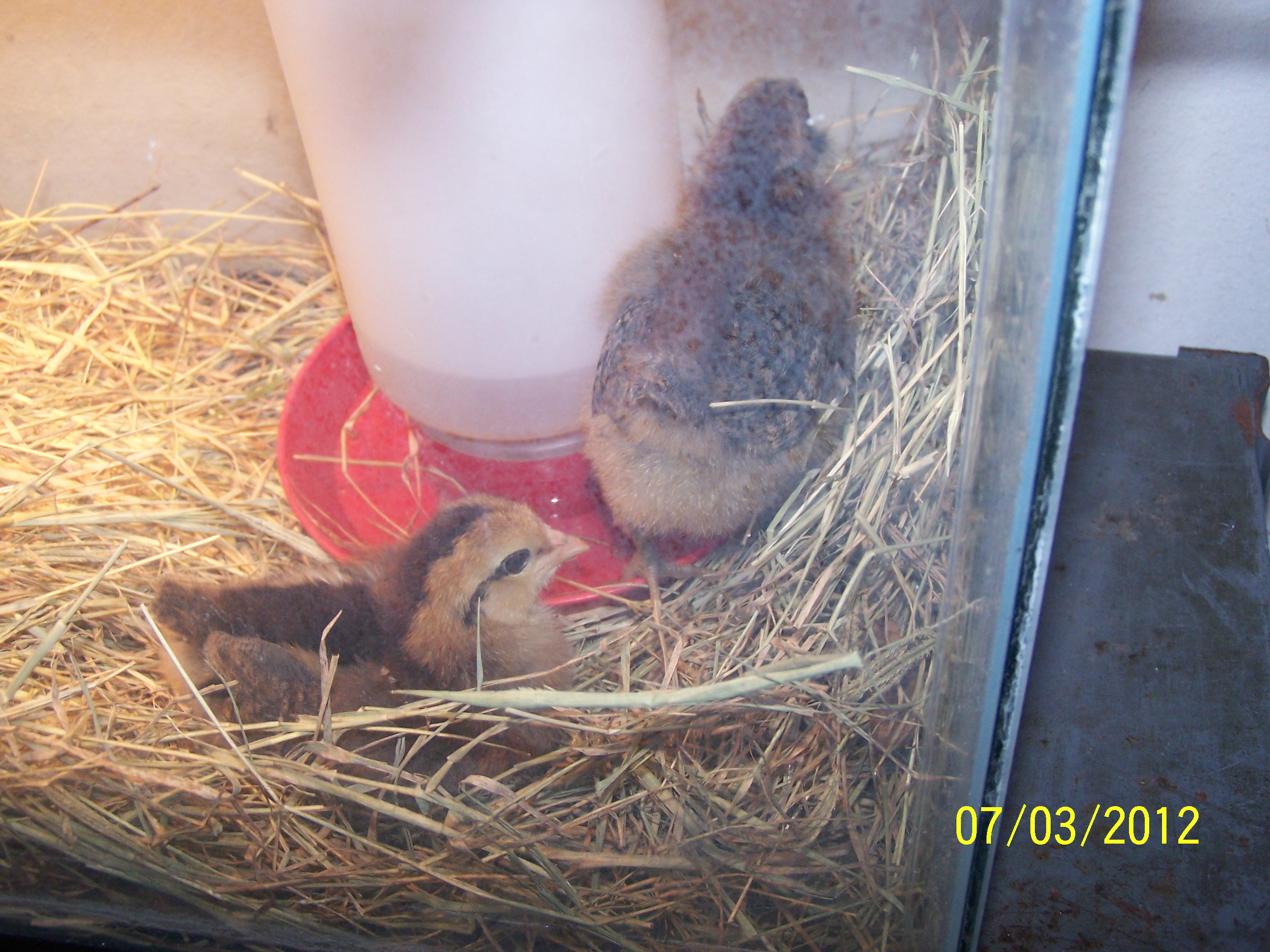 My baby birds the day i got them 

crayola and PB paint brush b-day July 5 2012