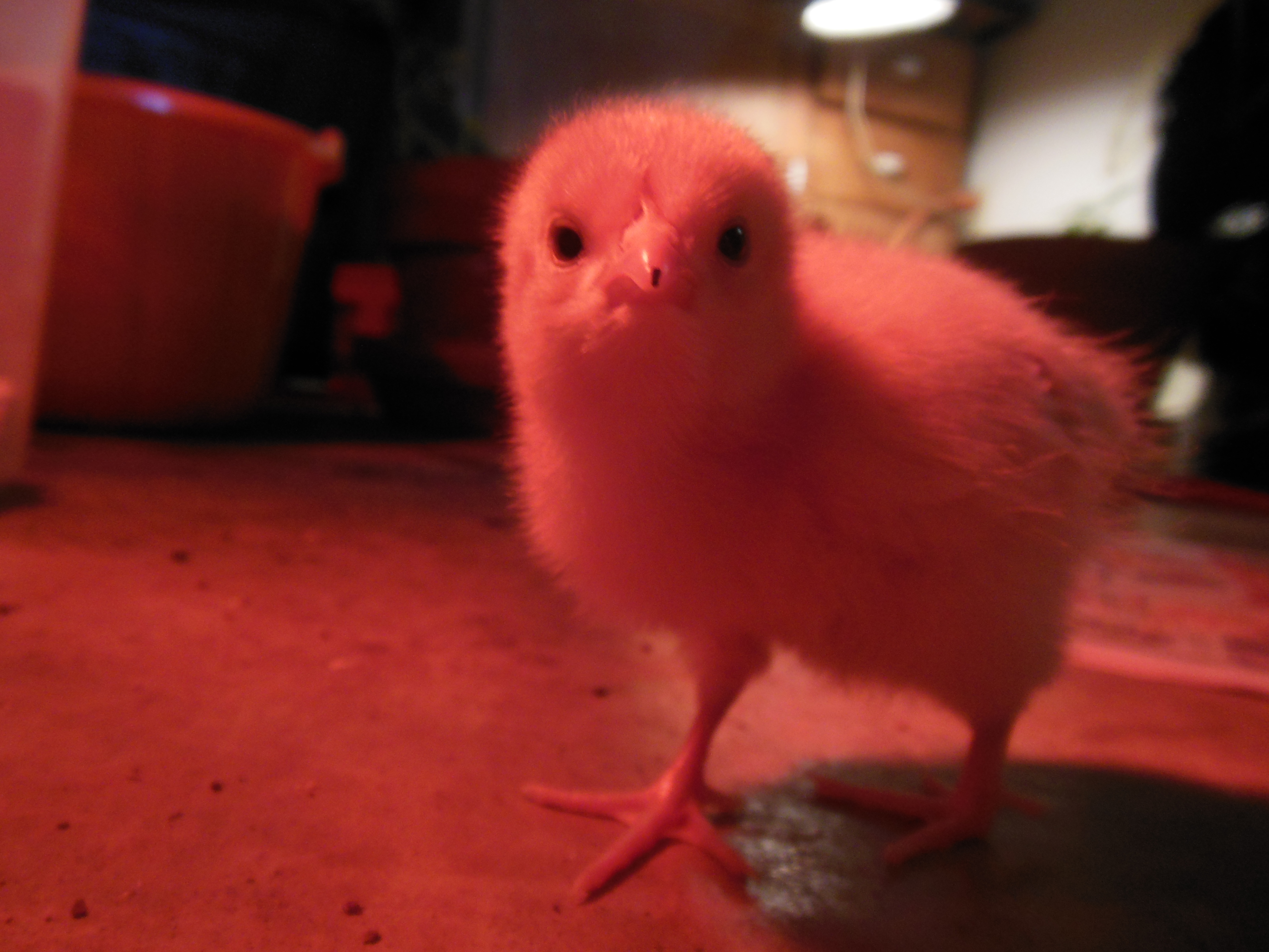 My baby chick