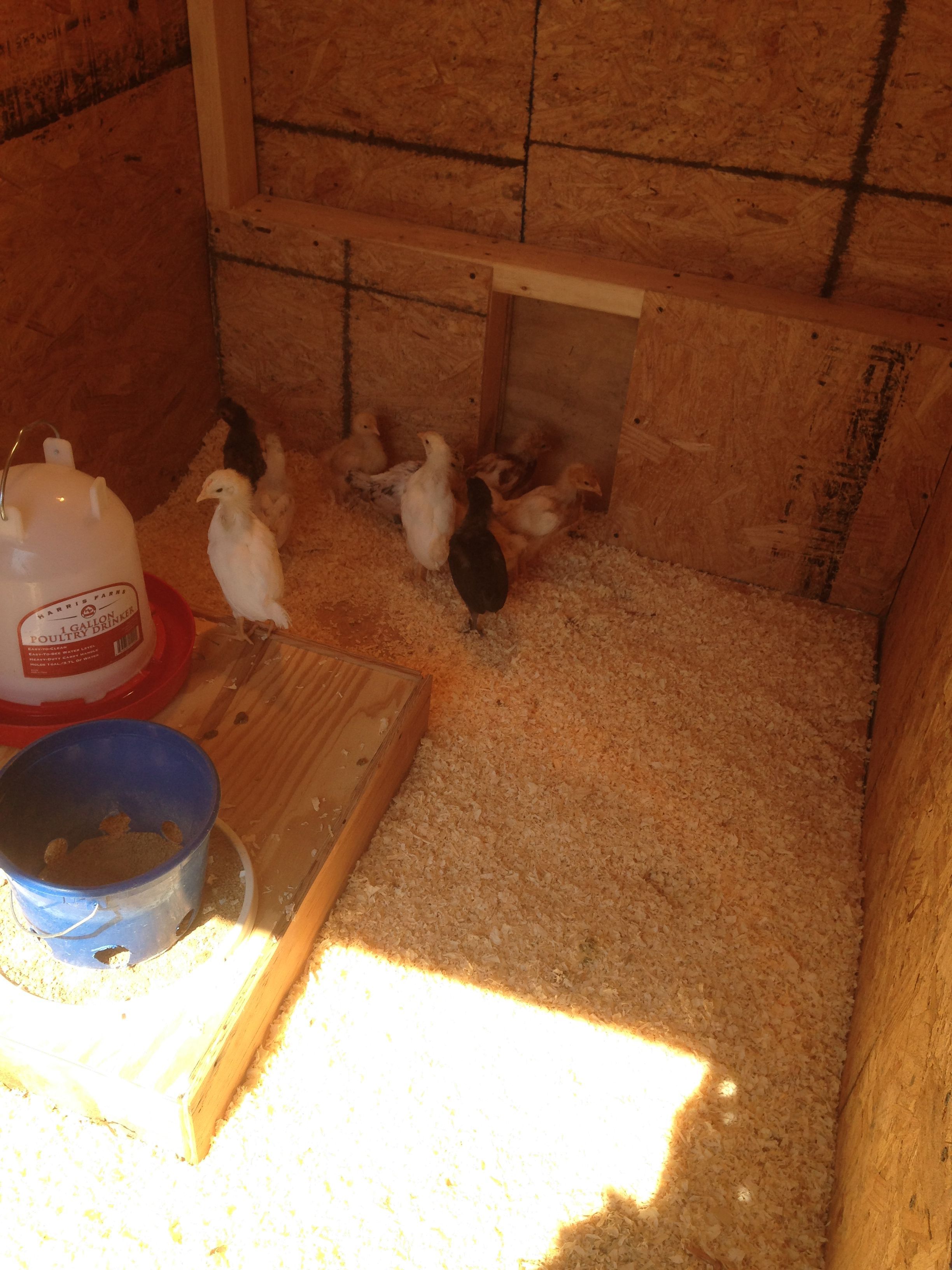 My baby chicks like it well enough