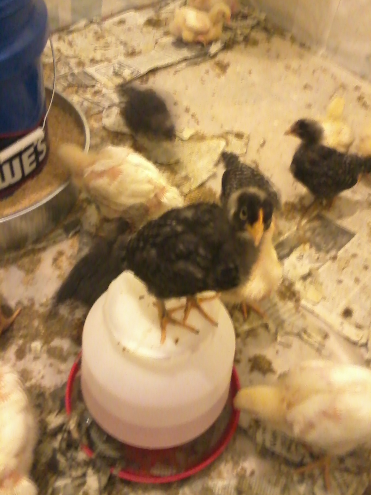 My baby comes to say hi. Every time I open the cage, she jumps up onto the waterer and then up onto my arm as soon as I put it in for any reason. She just wants to be help stroked and talked with. My dog is jealous... I'm wondering why I need a dog!