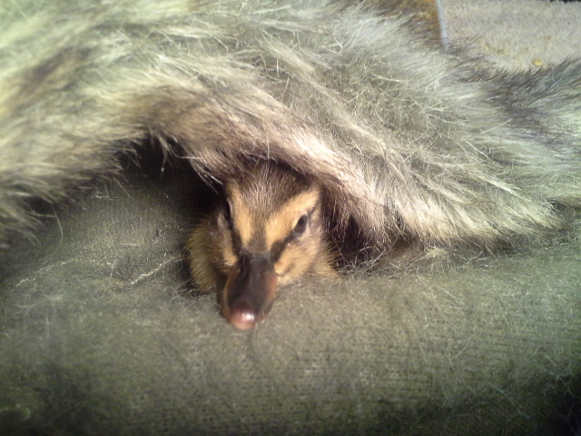 My baby duckling has imprinted on my Racoon hat