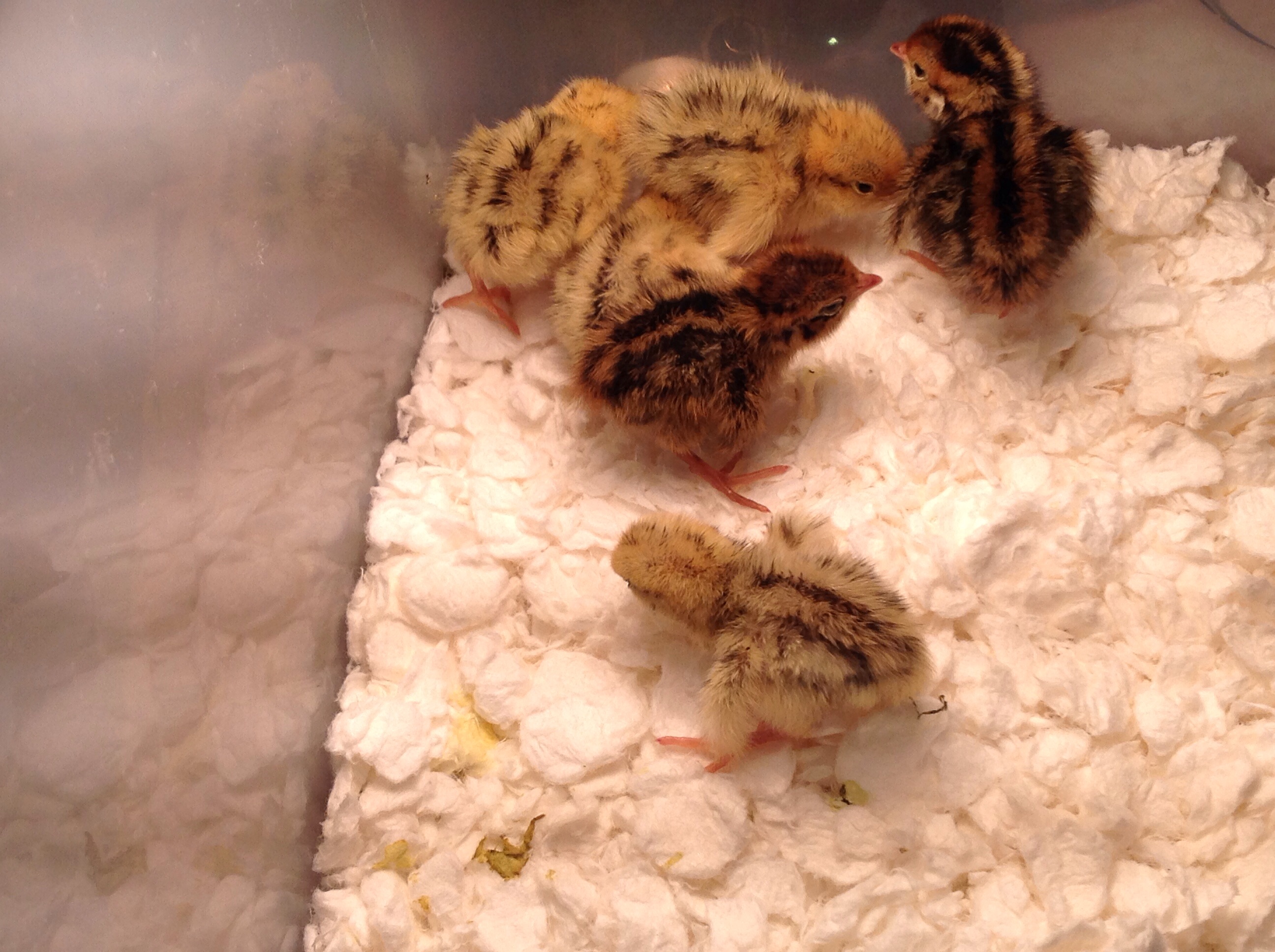 My baby quails, fresh from the incubator!
