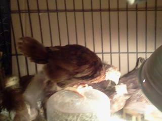 *
MY baby RIR chickens at the age of five weeks old