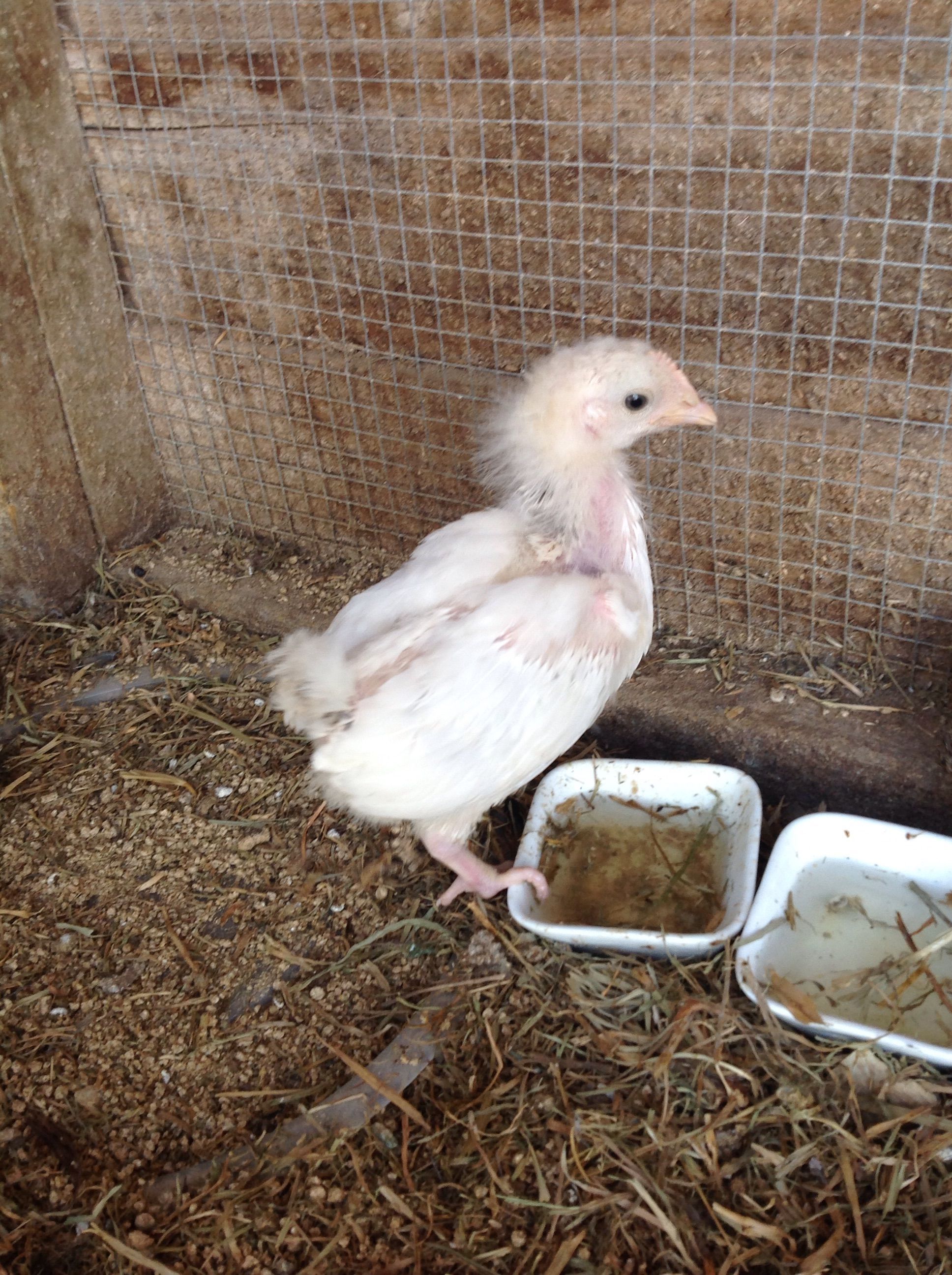 My baby rooster just moved out!!