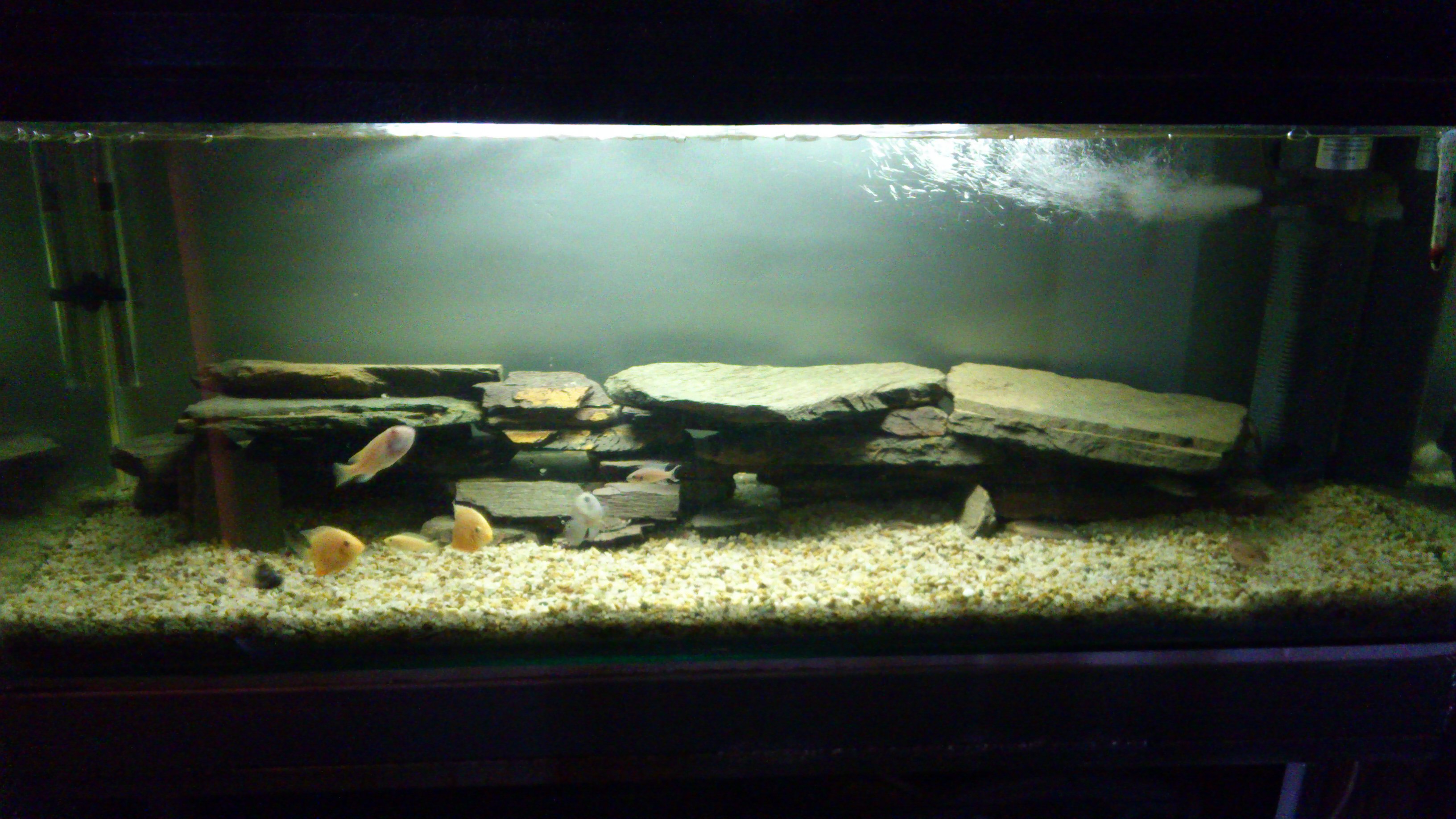 my backroom cichlid tank
2 red spotted severum
2 albino zebra 
3 brichardi
2 blue acara
2 julie regani
2 convicts
2 yellow electra 
1 red jewel