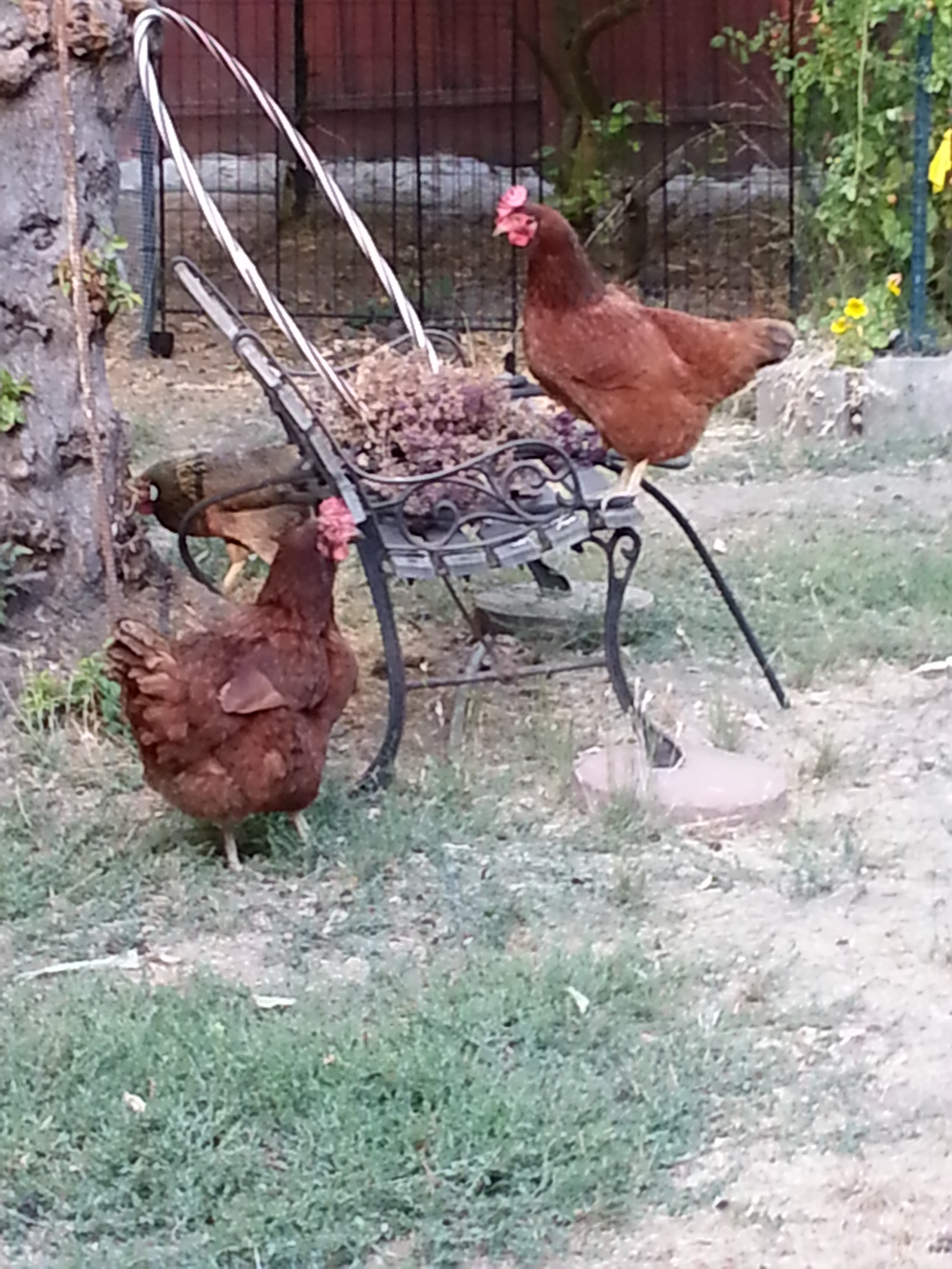 My backyard chickens!