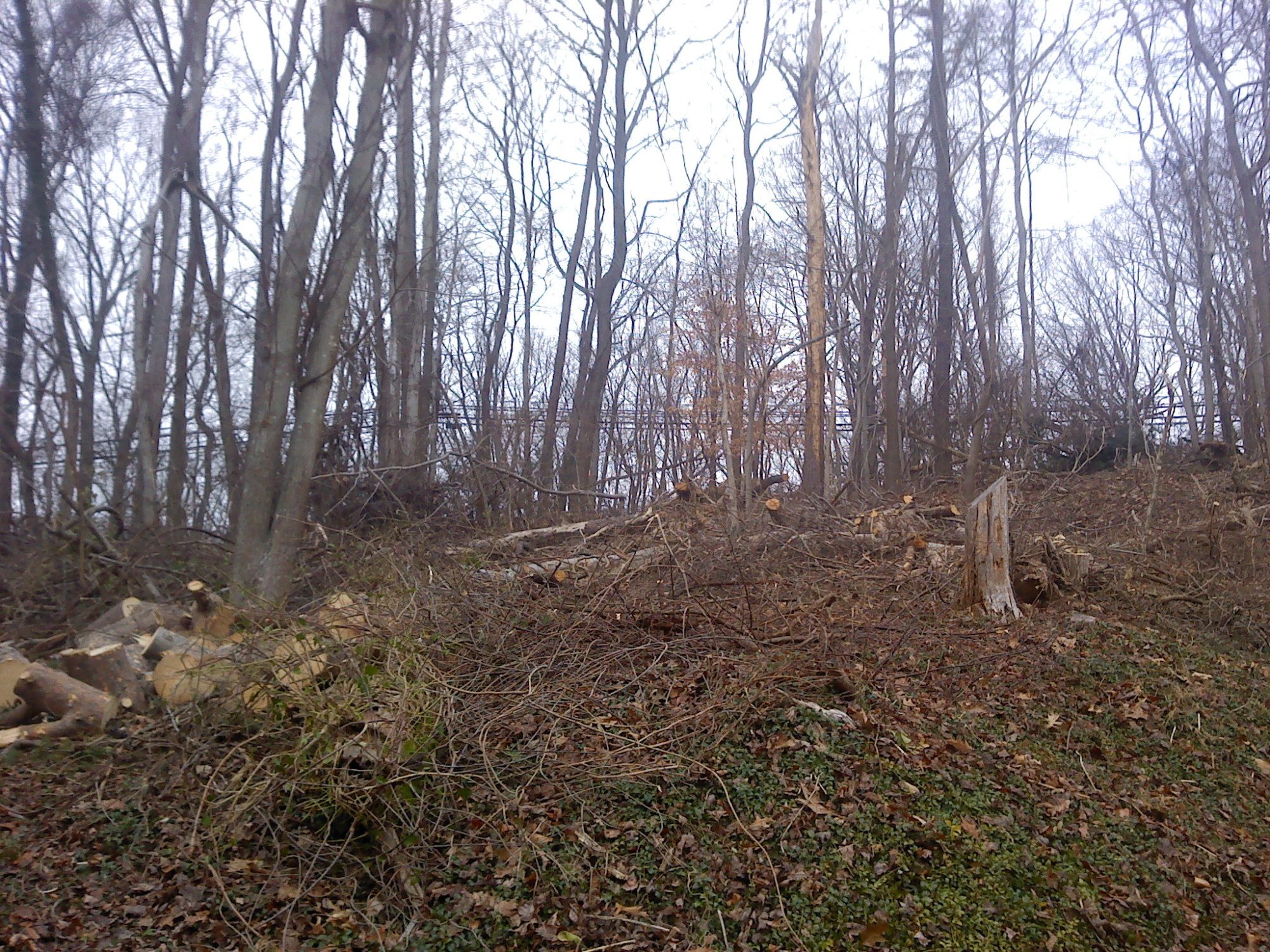 My backyard is nothing but hill! Finding a site that will work for me on the hill has been a real challenge. Start date 2/15/2012