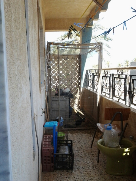 My balcony coop. Cost under 150 to build including the welder for the tubes to be fused. Crate was a trash find. It 4x8x7 and I got 13 in there. Temp until I can build on rooftop. Keep this for chicks.