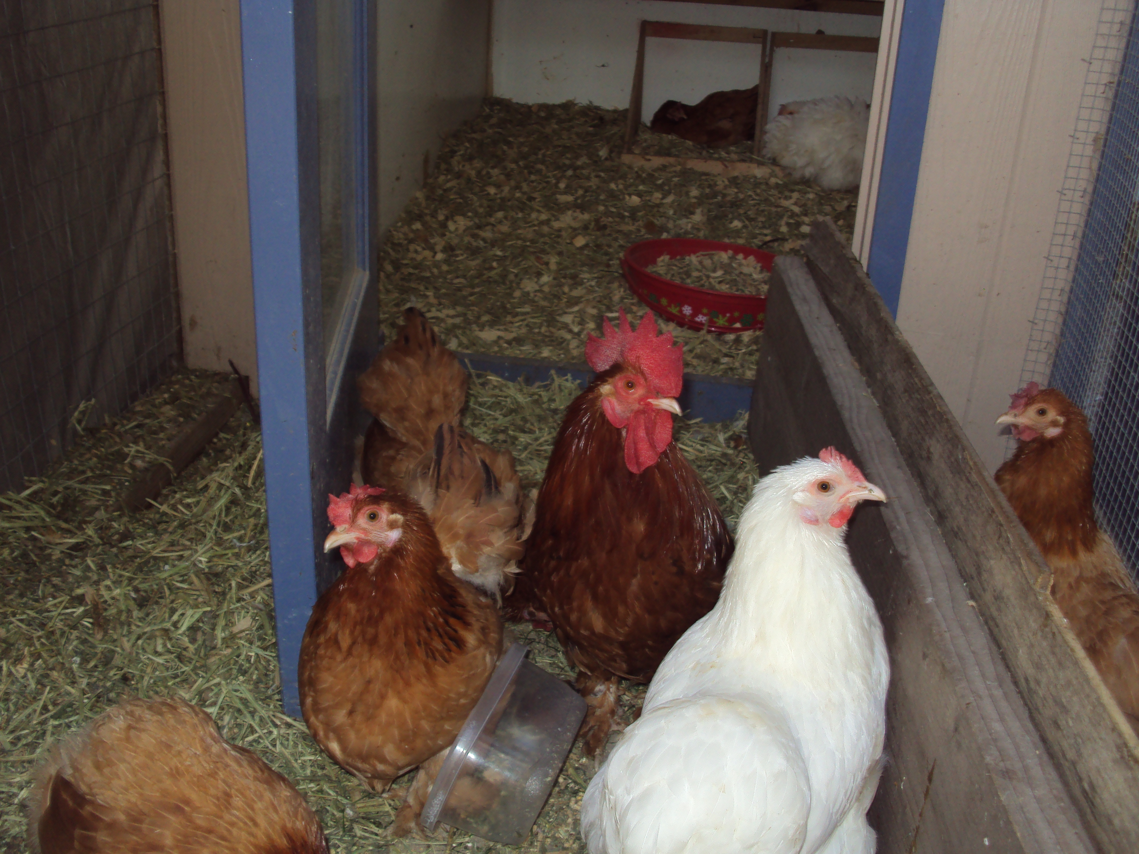 My Bantam Cochin Flock