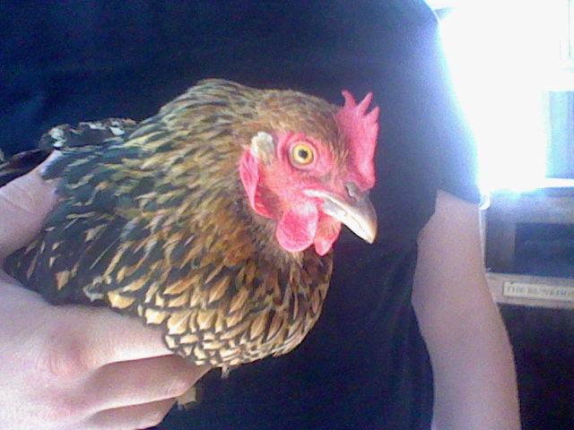 My Bantam Cochin hen, Dumpling.