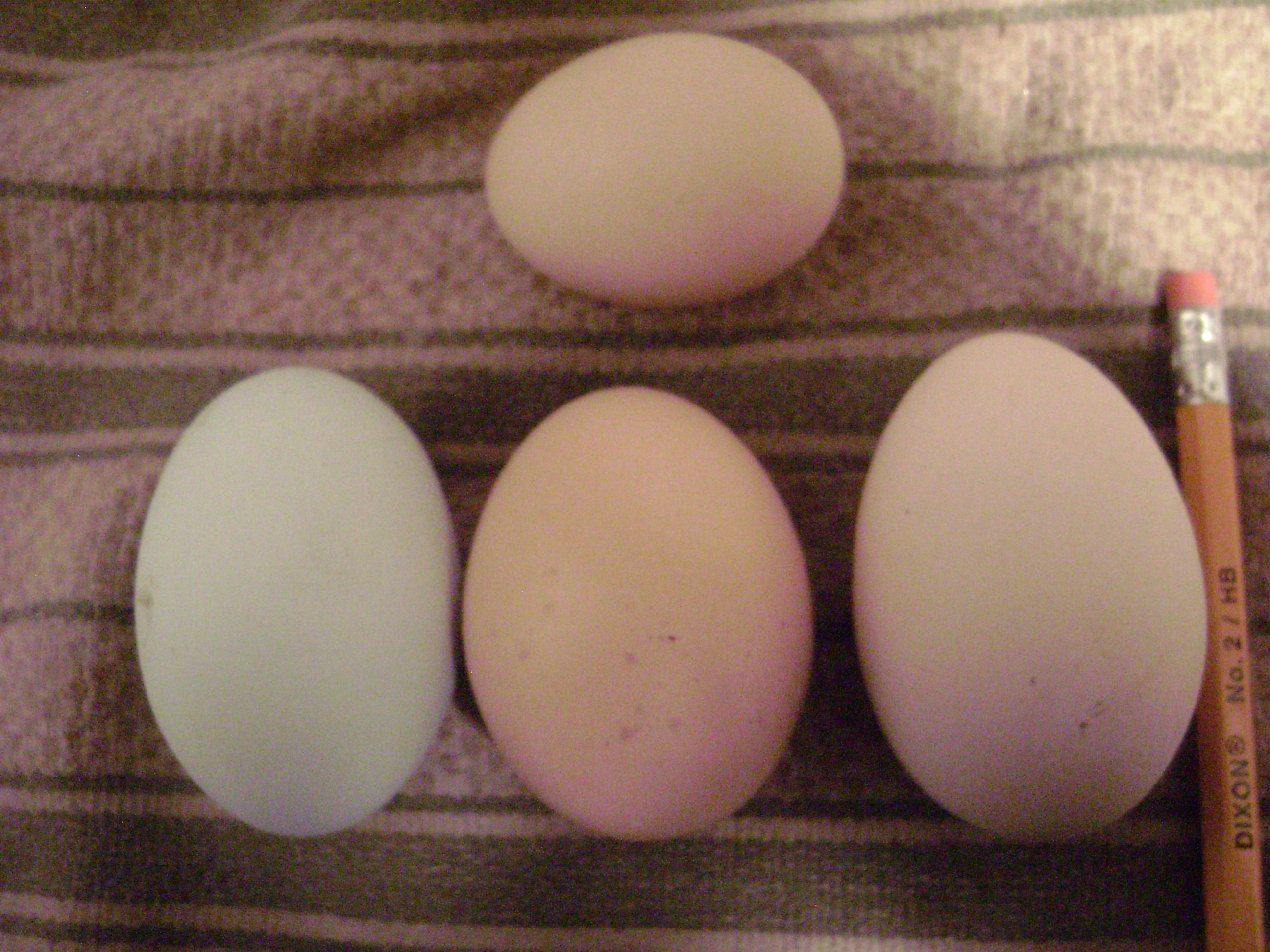 My bantam cochin's first egg!