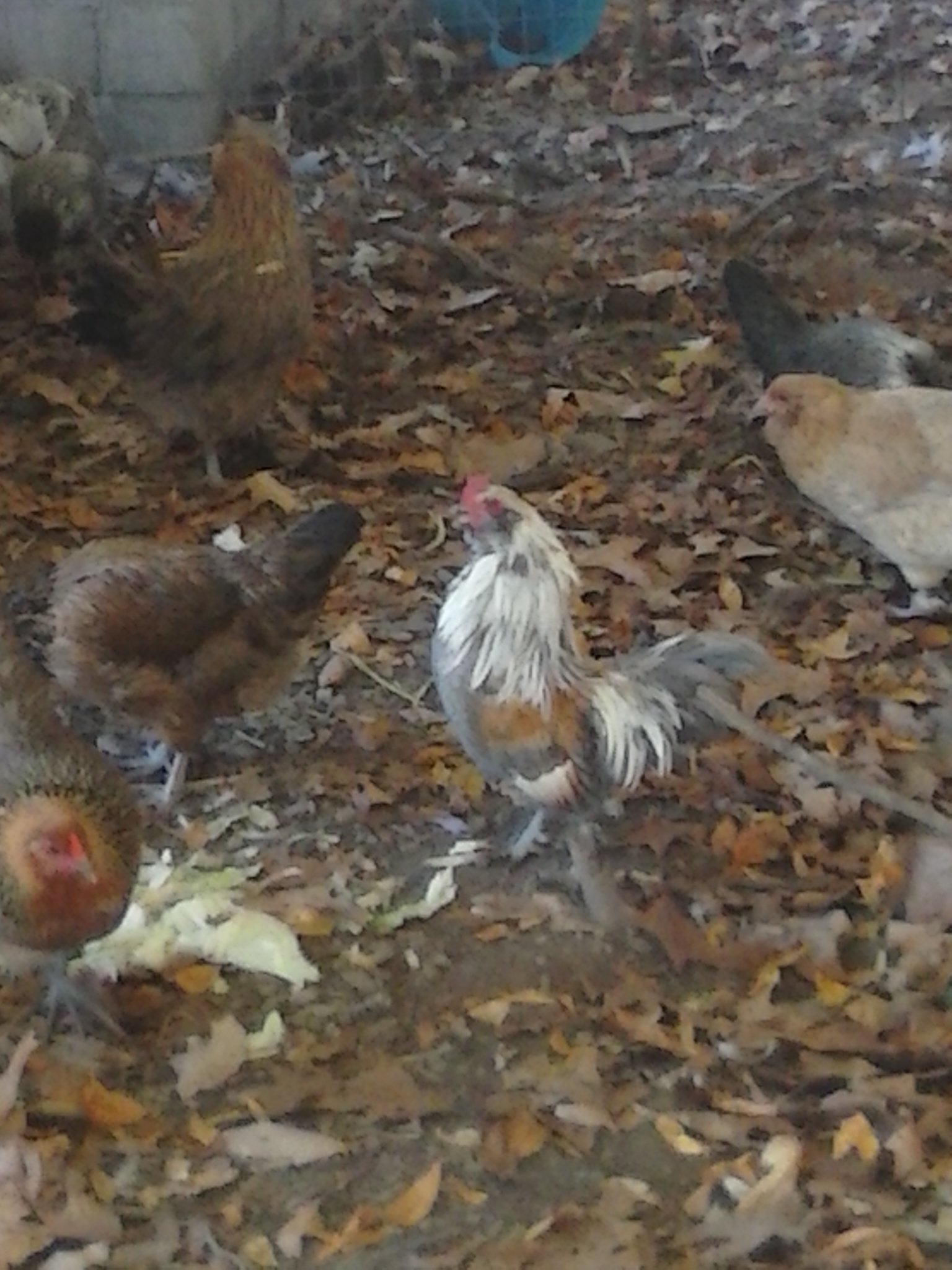 My bantam Easter Egger rooster