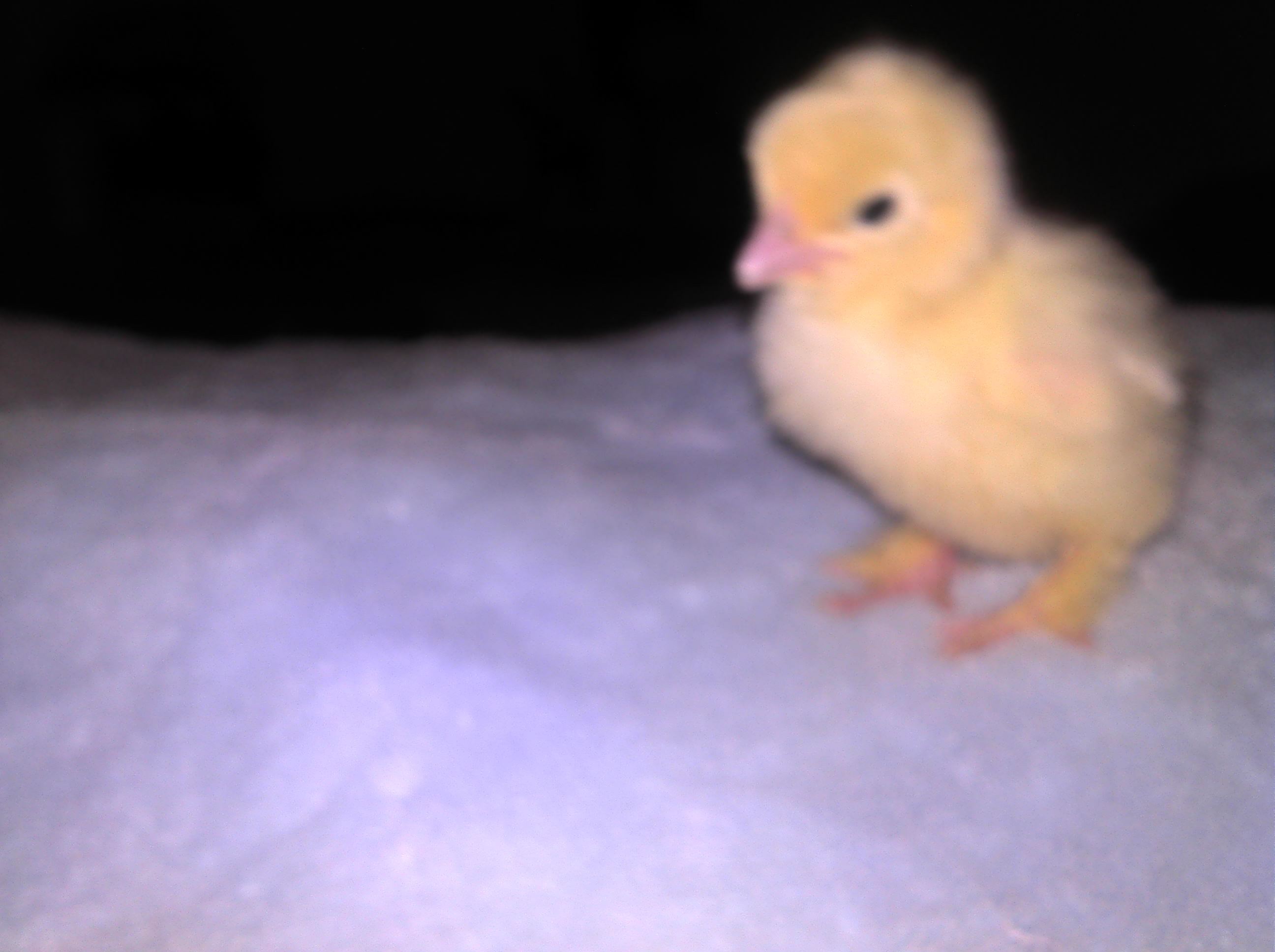 My bantam frizzle cochine. this one came out to be a beutifull white baby girl. We named her snow ball.