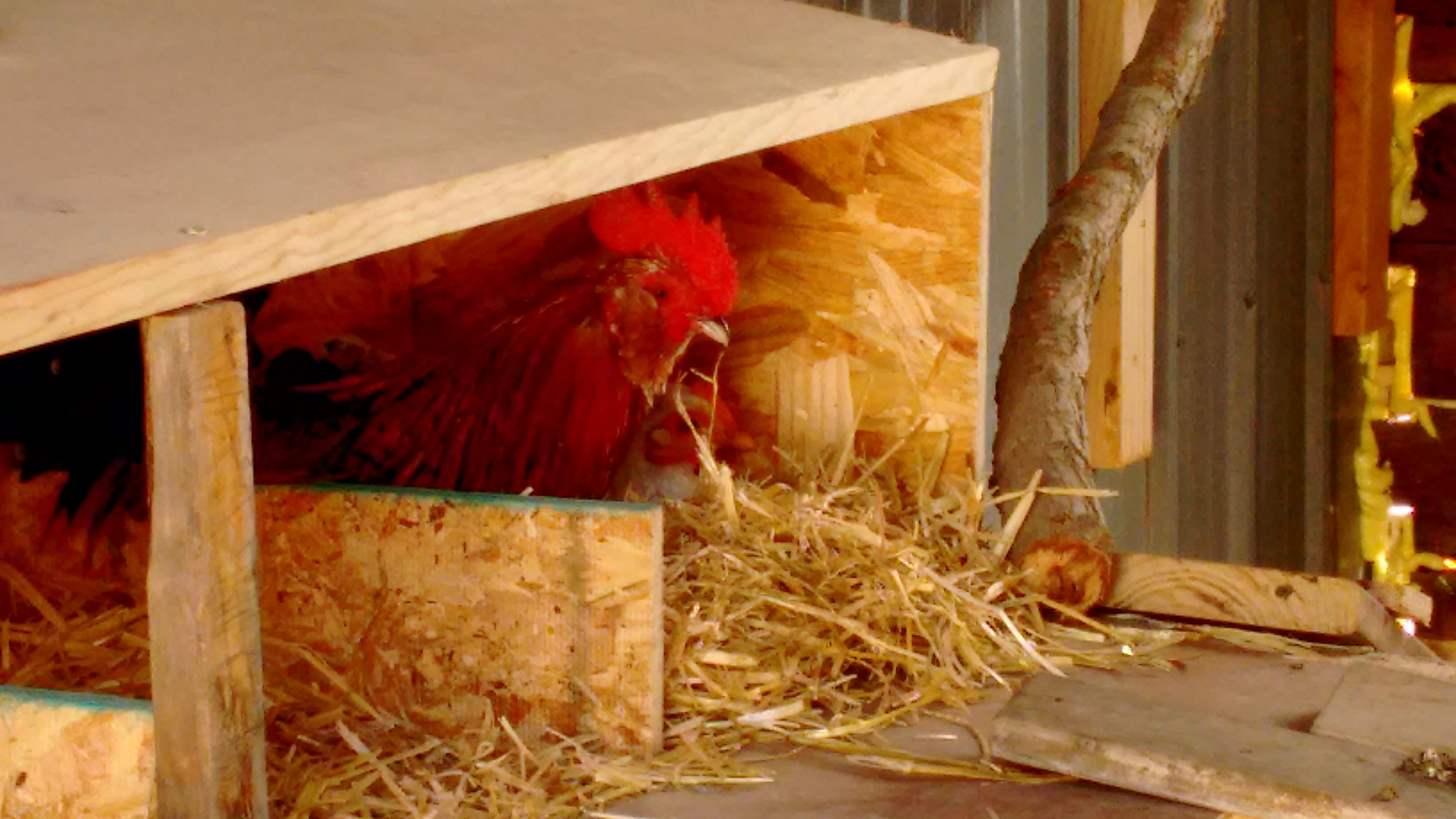 My bantam roo showed one of my cochin hens where he wanted her to 'sit'... didn't work! LOL This little lady will do it in her time!