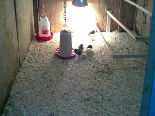 My barn has always been used for the horses, how ever now that we have the in and outs for them the barn was getting little or no use. So I put life back into it with a mix of 10 little peeps. This will be a safe and warm place from the cold and Predators. They will grow to be free range Chickens.